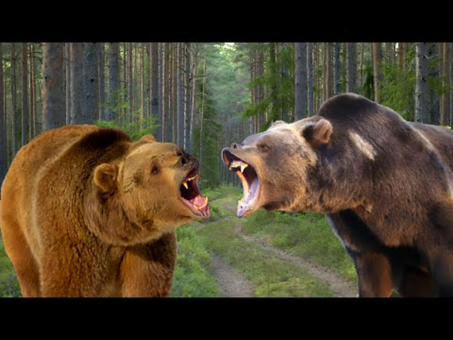 ヒグマとハイイログマ: 4 つの主な違い ヒグマとハイイログマ: 4 つの主な違い