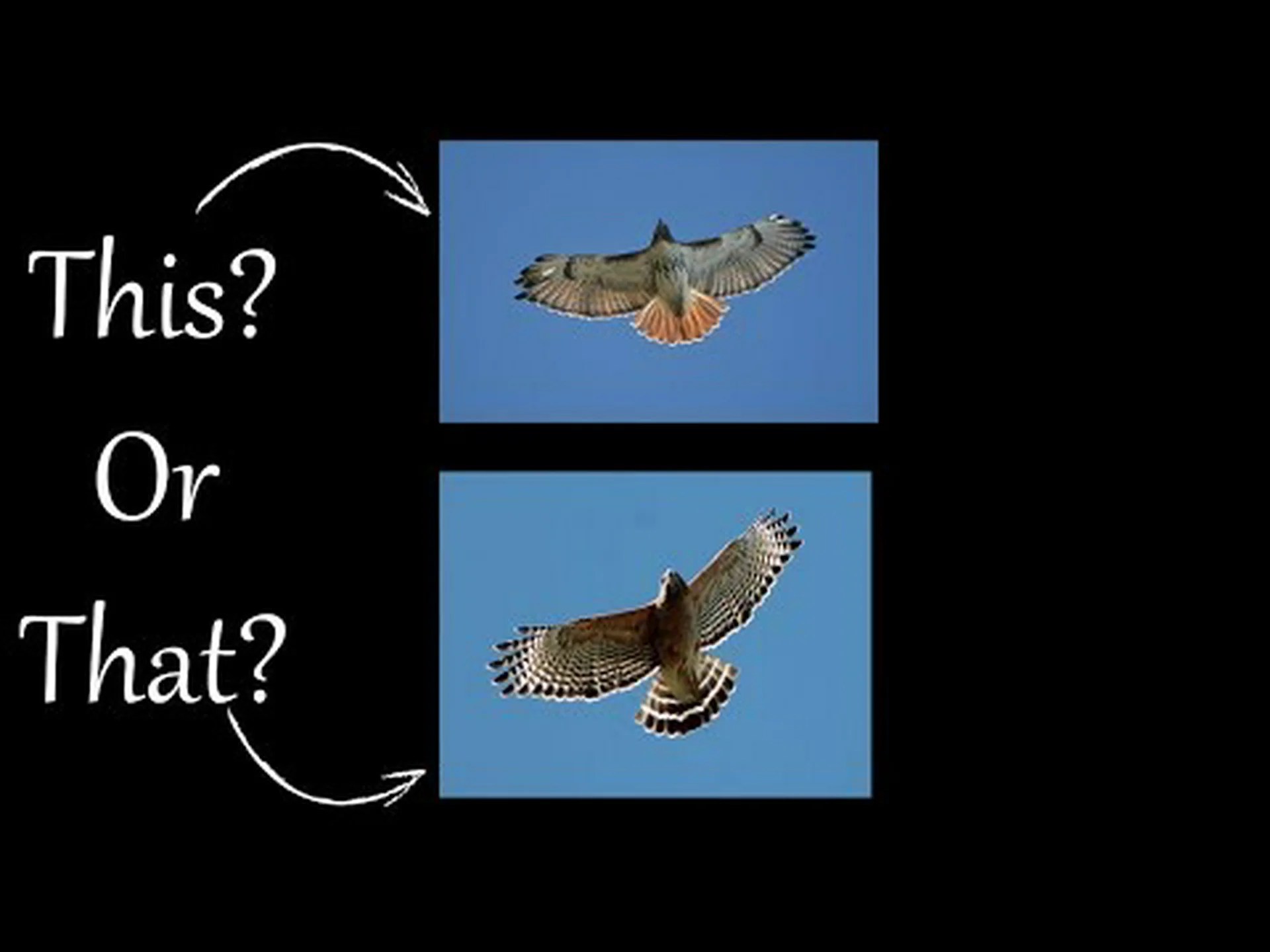 アカオノスリ vs. アカハダタカ: 違いは何ですか? アカオノスリ vs. アカハダタカ: 違いは何ですか?