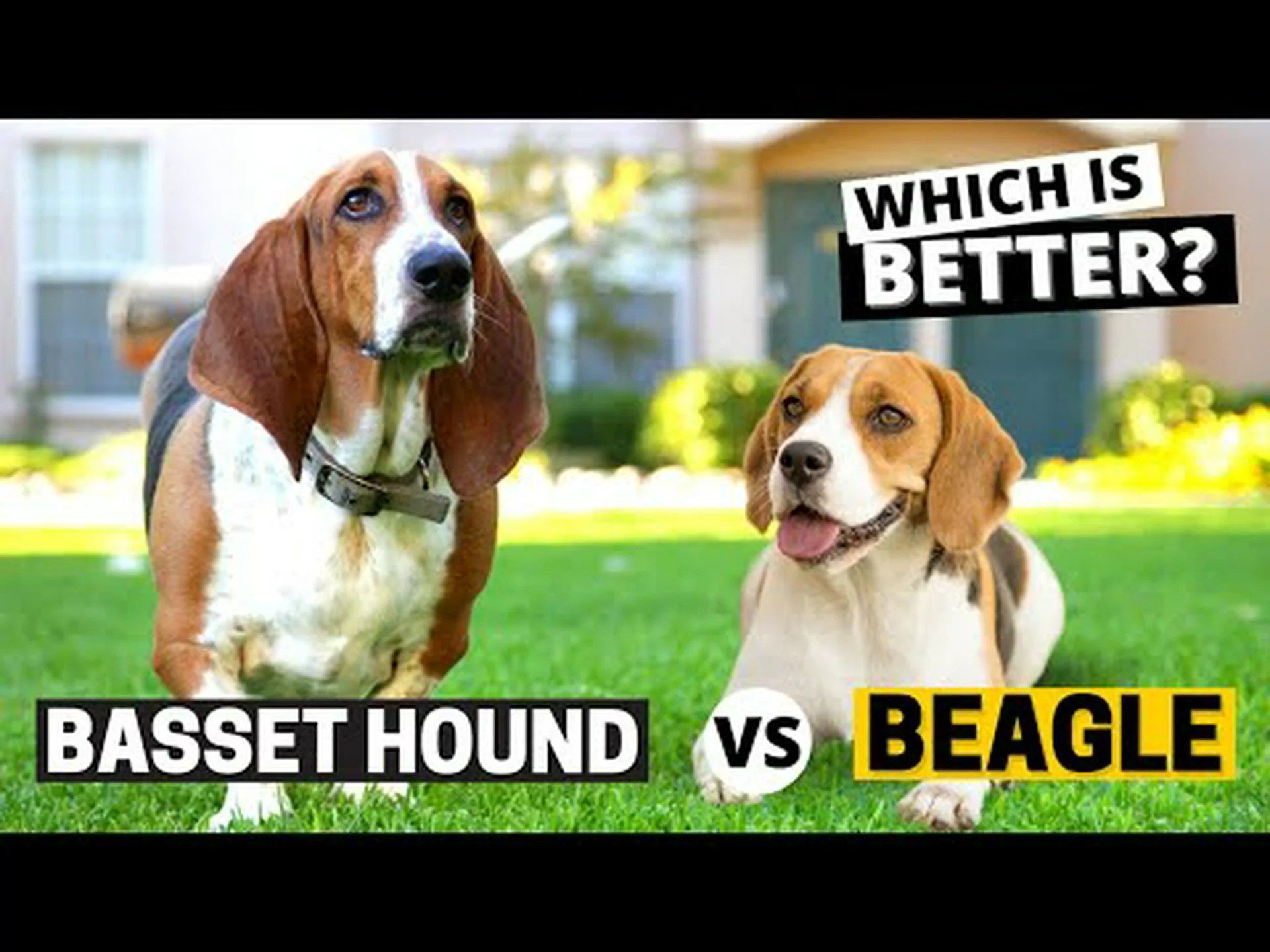 ビーグルとバセットハウンド:違いはありますか? ビーグルとバセットハウンド:違いはありますか?