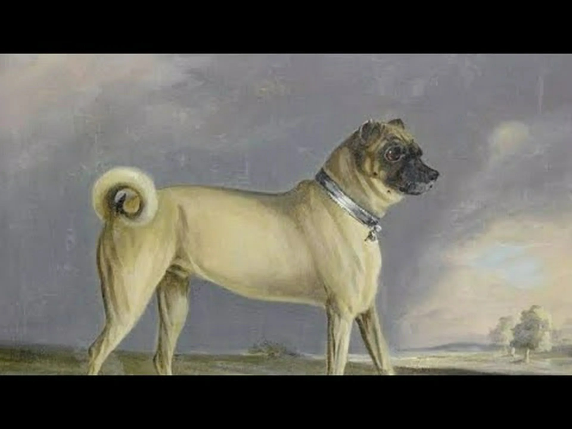 レトロパグとパグ: 違いは何ですか? レトロパグとパグ: 違いは何ですか?