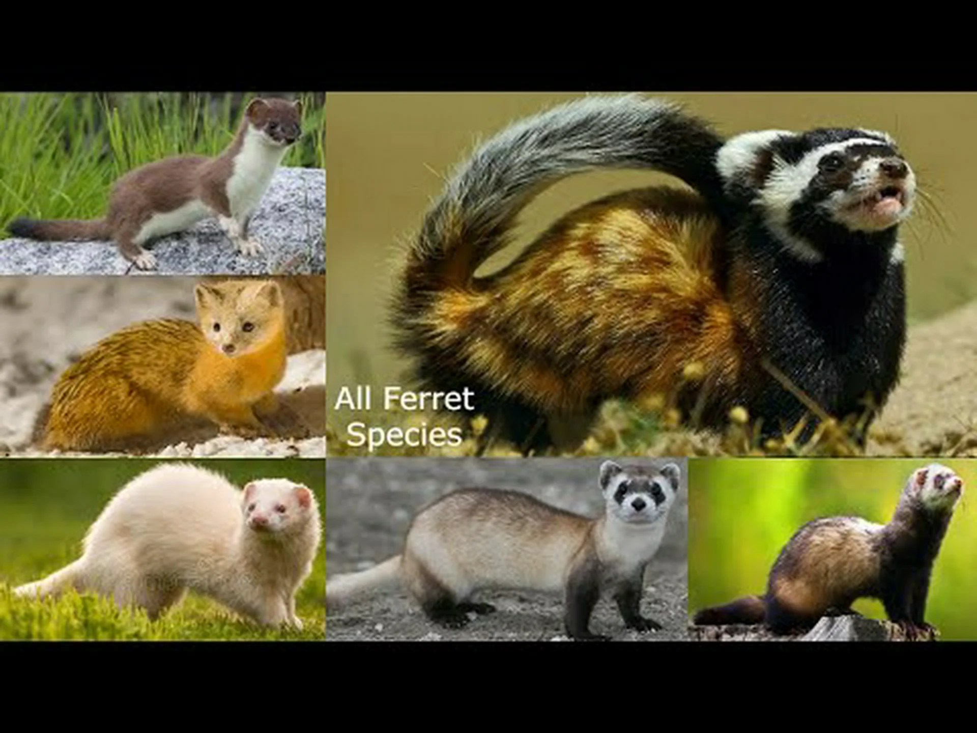 マングースとフェレット: 違いは何ですか? マングースとフェレット: 違いは何ですか?