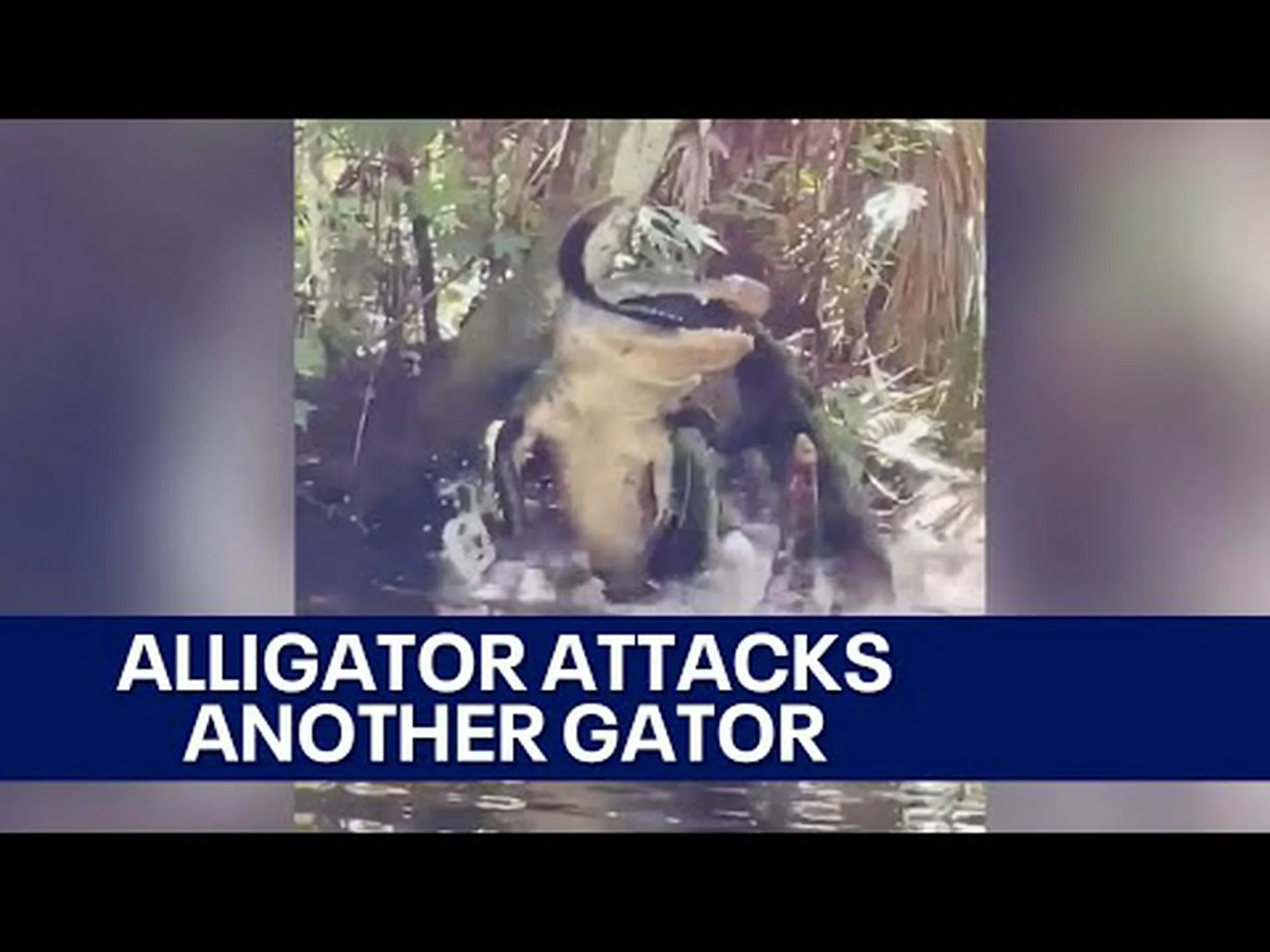 これまでのほとんどのフロリダビデオで、巨大なフロリダワニが小さなフロリダワニを食べる これまでのほとんどのフロリダビデオで、巨大なフロリダワニが小さなフロリダワニを食べる