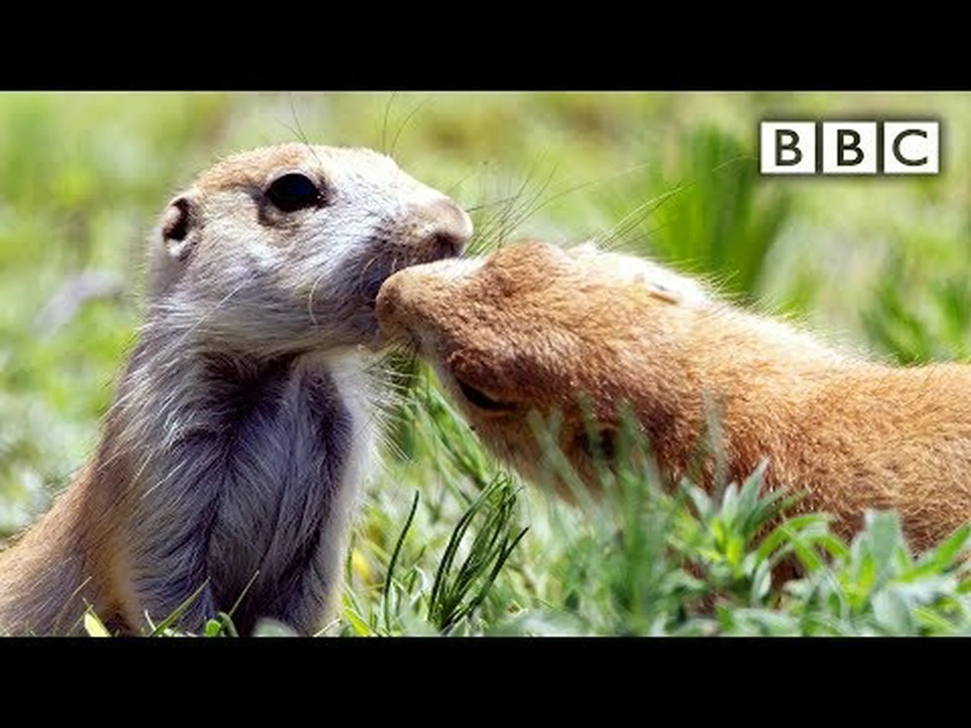 なぜプレーリードッグはキスをするのでしょうか? なぜプレーリードッグはキスをするのでしょうか?