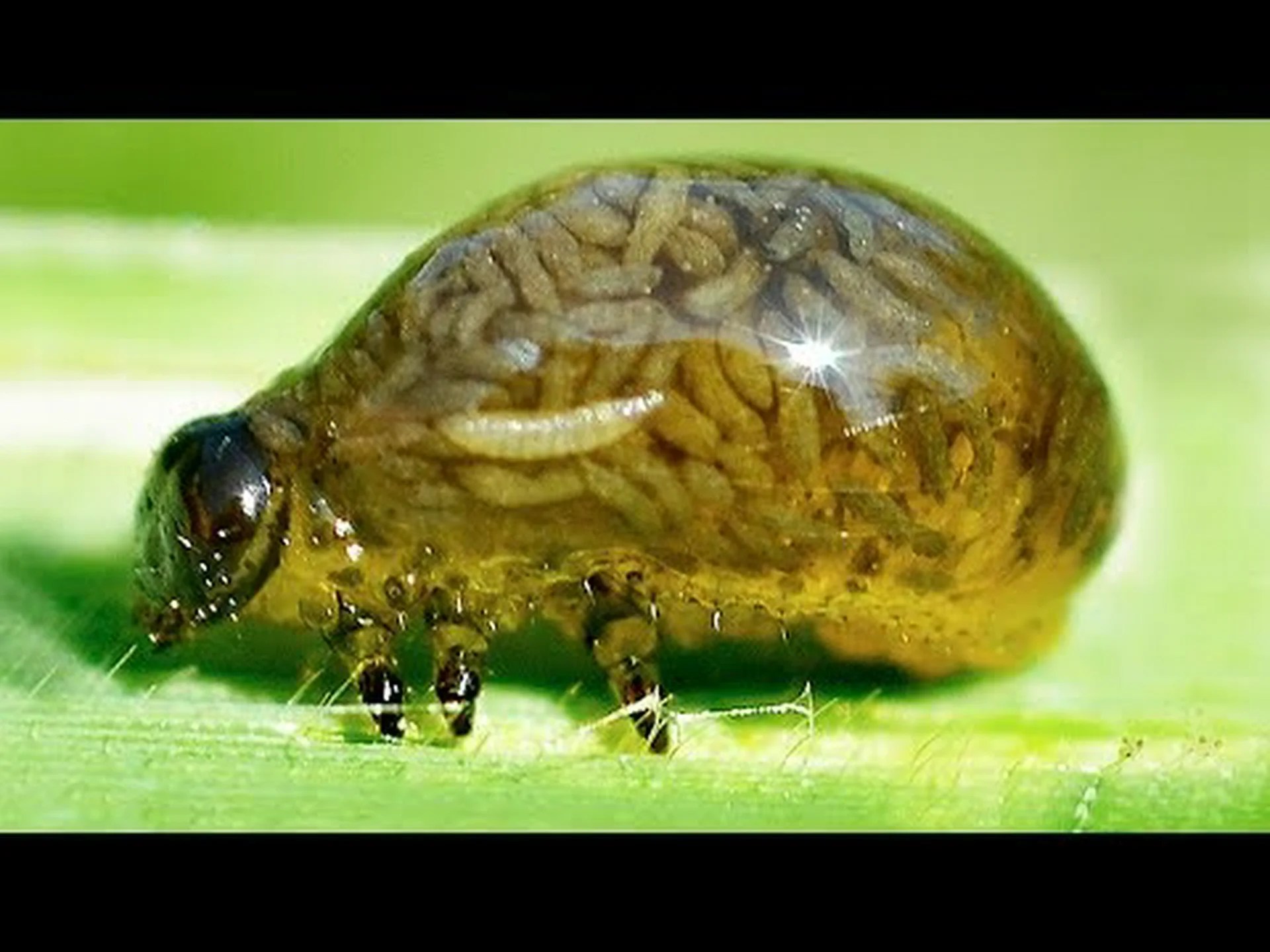 10 の最も奇妙な動物 (実際に存在します!) 10 の最も奇妙な動物 (実際に存在します!)