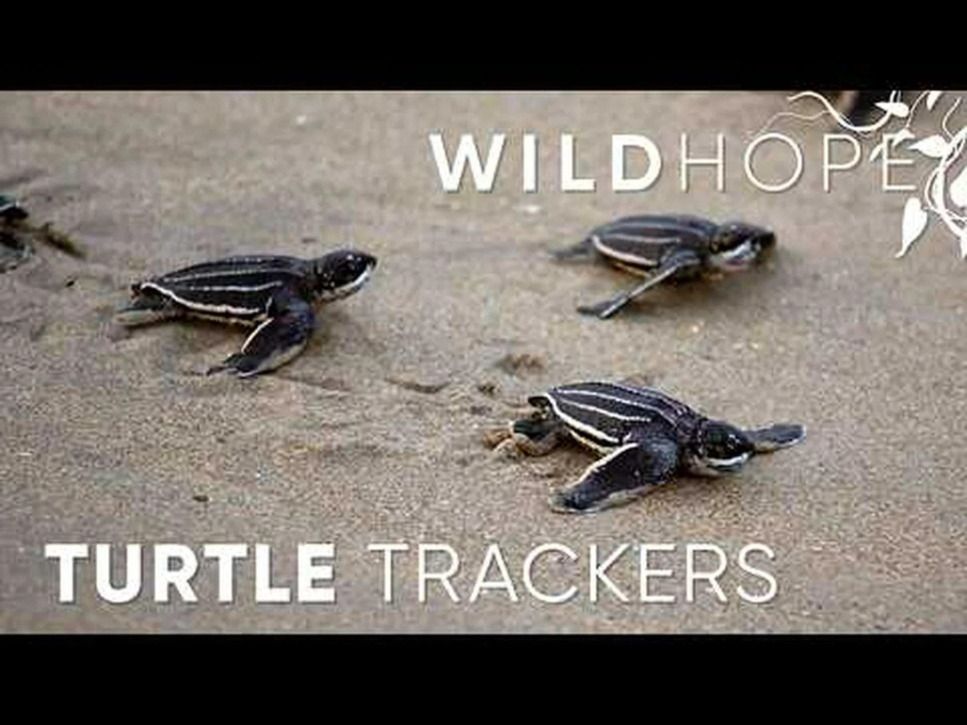 アオウミガメとオサガメ: 主な違い アオウミガメとオサガメ: 主な違い