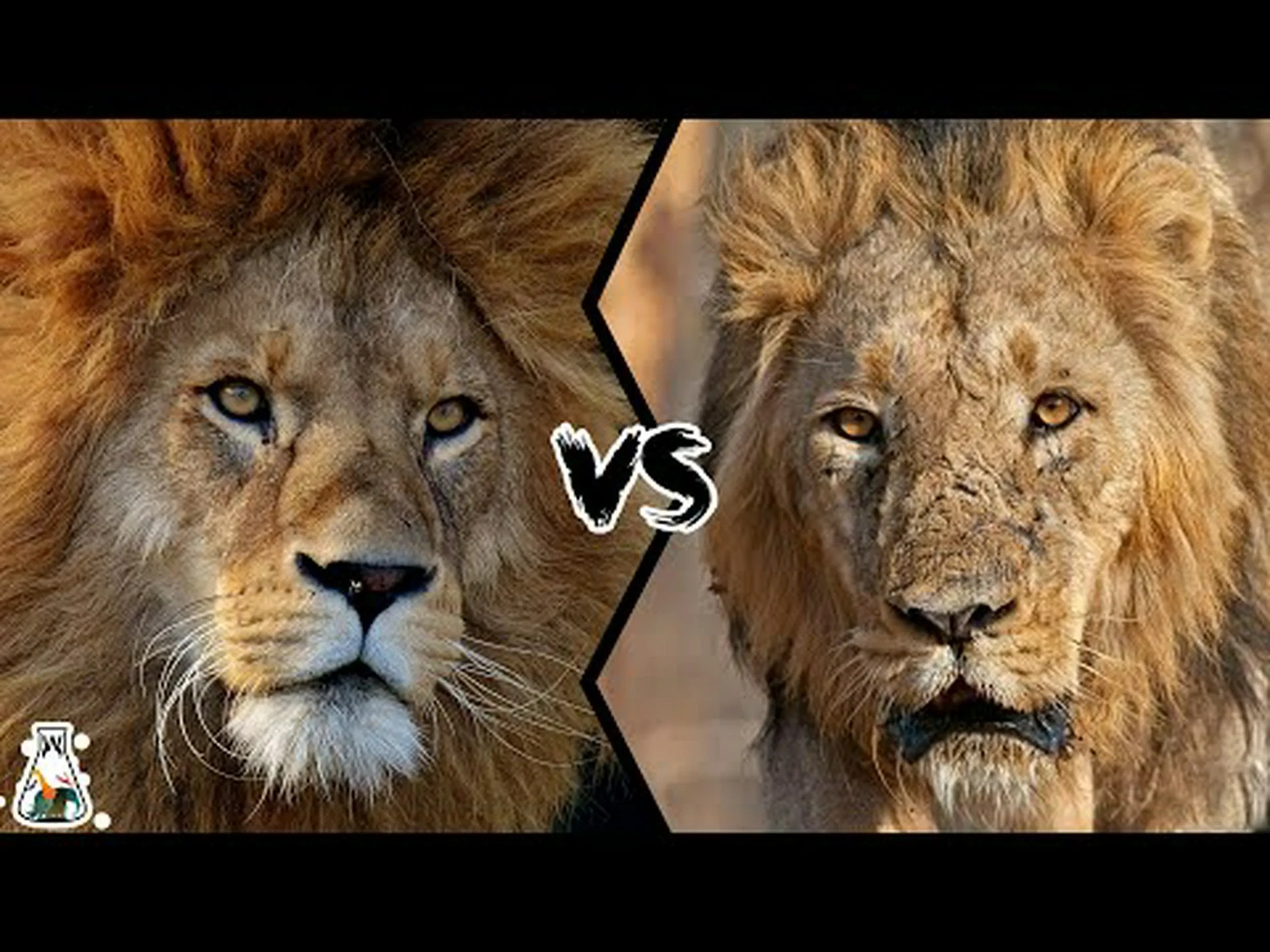 アフリカのライオンとアジアのライオン: 大きさ、見た目などの主な違いを発見してください! アフリカのライオンとアジアのライオン: 大きさ、見た目などの主な違いを発見してください!