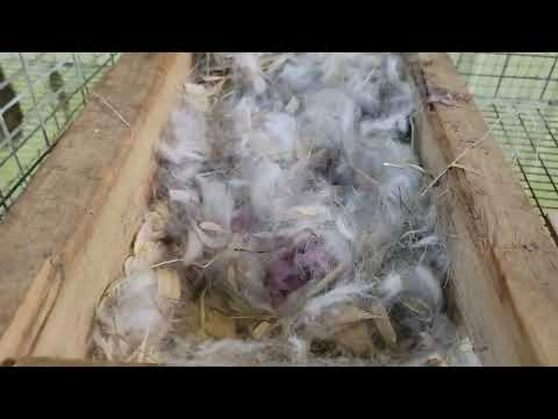 ウサギの妊娠: ウサギの妊娠期間はどのくらいですか? ウサギの妊娠: ウサギの妊娠期間はどのくらいですか?