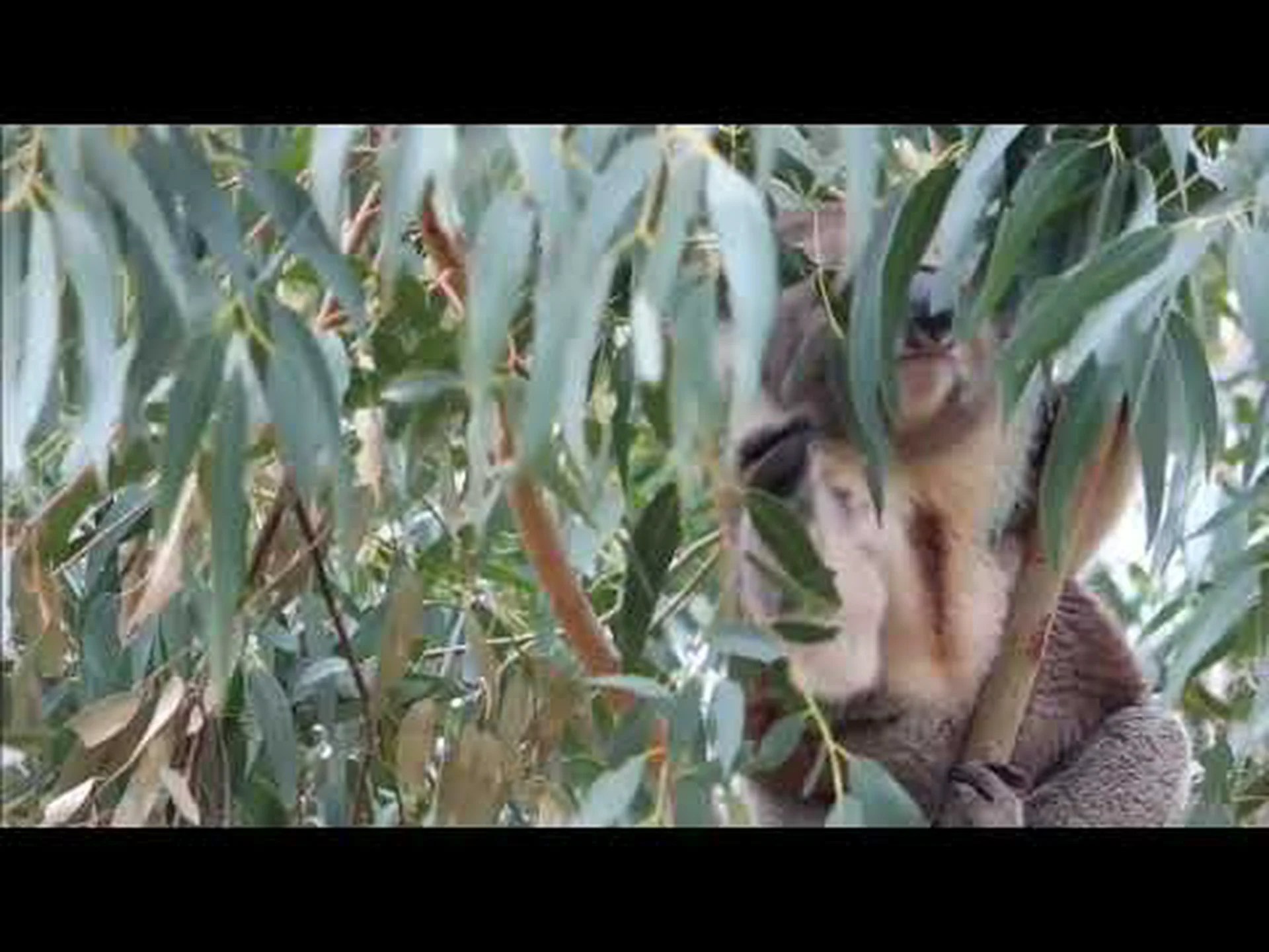 コアラのオスとメス: 5 つの主な違い コアラのオスとメス: 5 つの主な違い