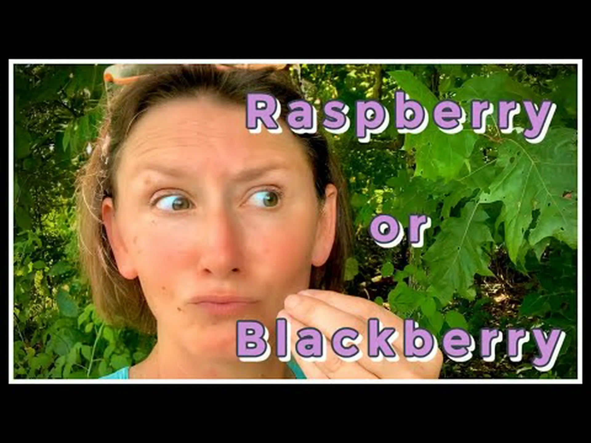 ブラックラズベリーとブラックベリー:違いはありますか? ブラックラズベリーとブラックベリー:違いはありますか?