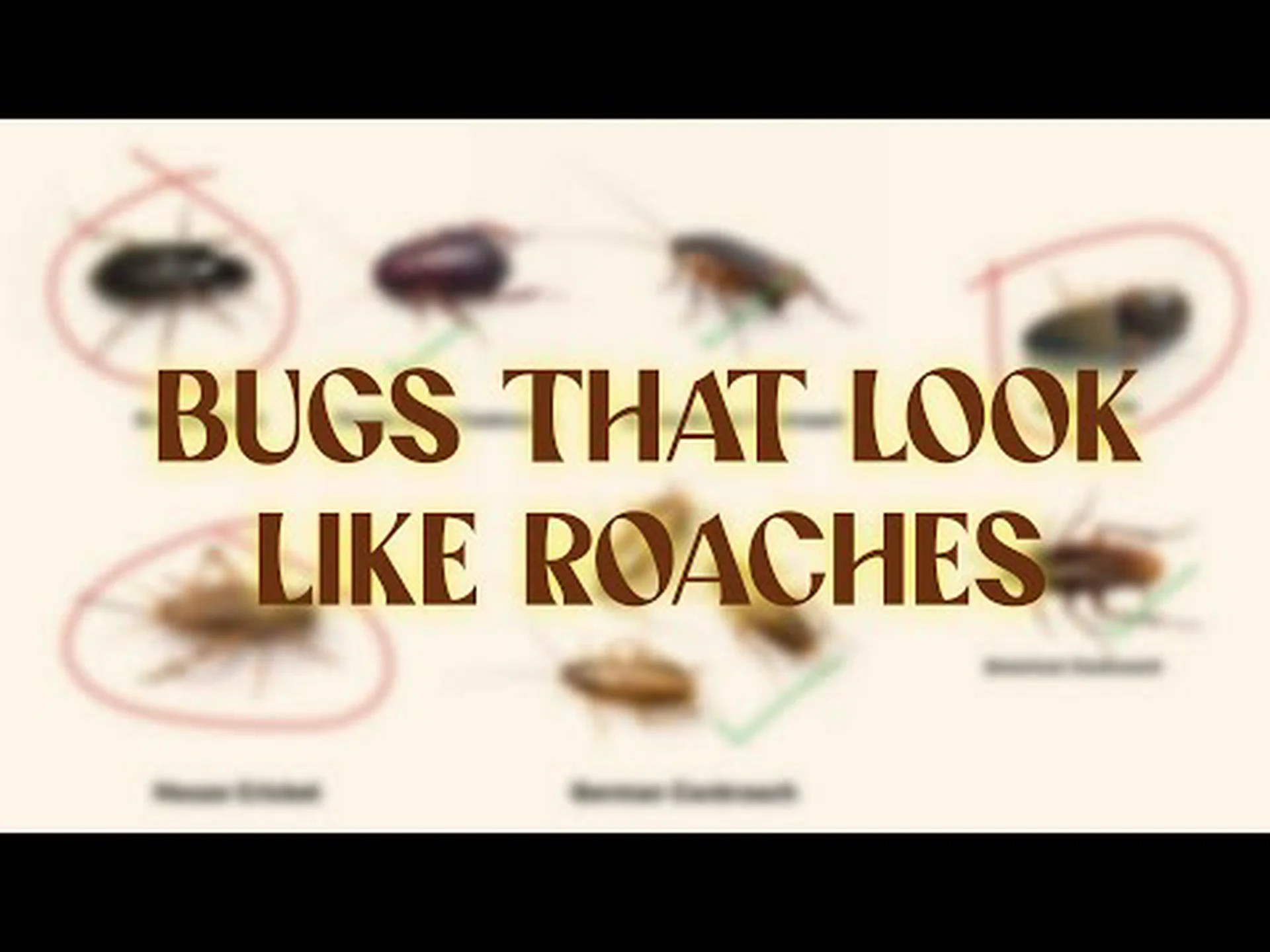 ゴキブリに見える虫(でも違います!) ゴキブリに見える虫(でも違います!)
