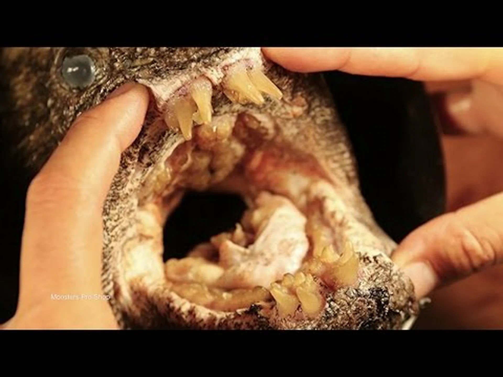 ナマズの歯: 咬傷の全容を知る ナマズの歯: 咬傷の全容を知る