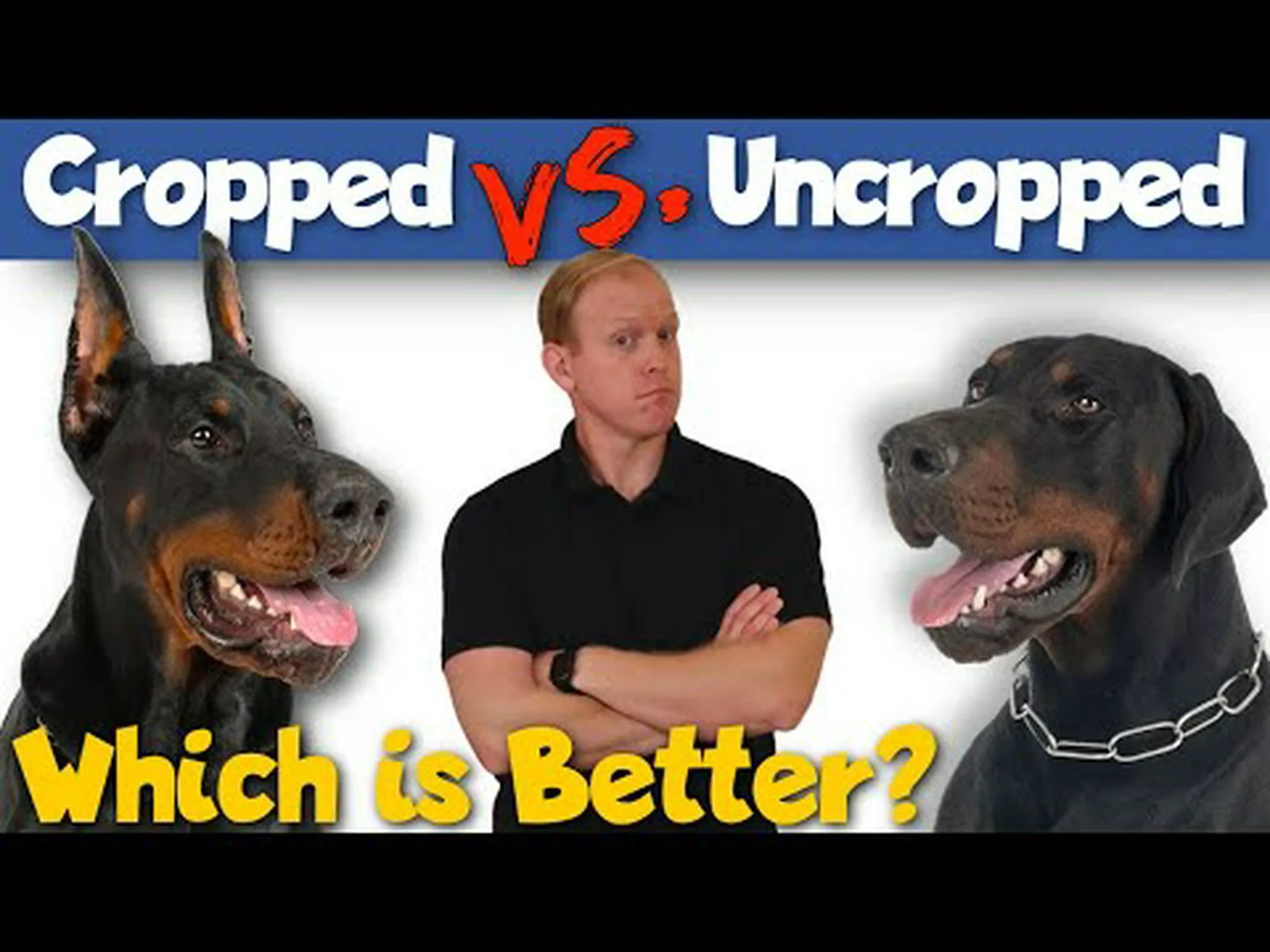 ピットブルクロップドイヤー vs.ナチュラル: 目的、長所、短所 ピットブルクロップドイヤー vs.ナチュラル: 目的、長所、短所