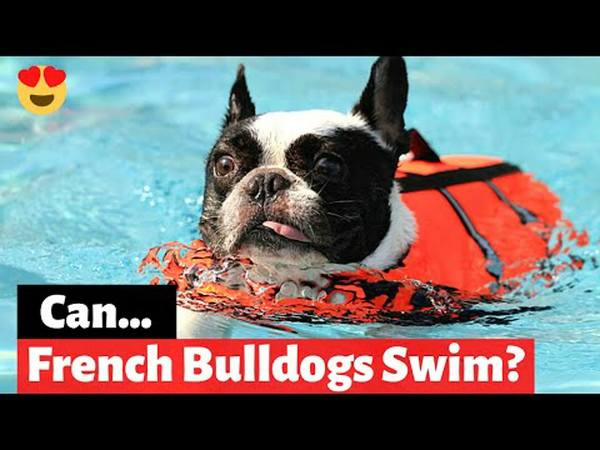 フレンチブルドッグは泳げる? 9 重要な予防措置 フレンチブルドッグは泳げる? 9 重要な予防措置