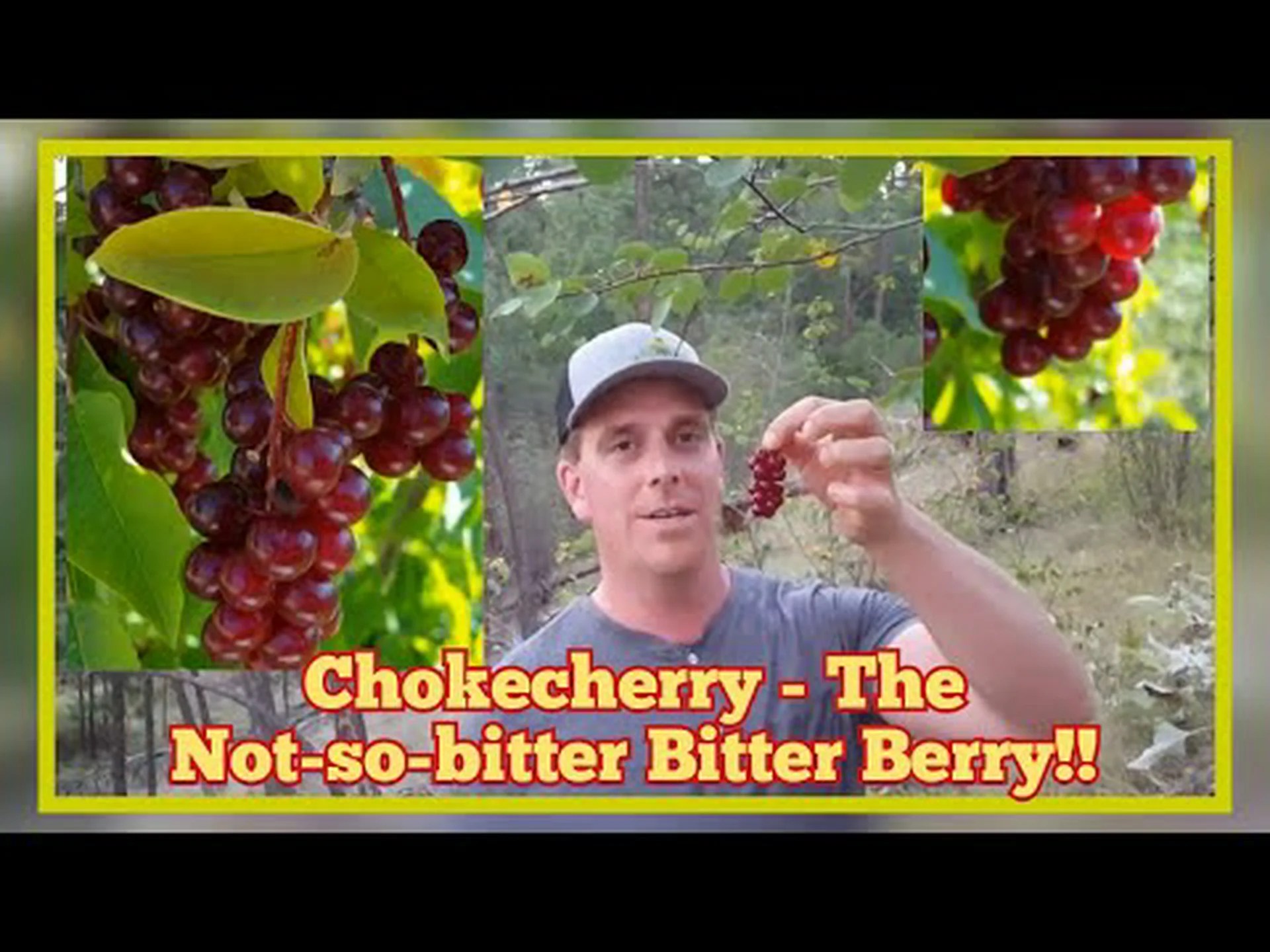 バックソーンとチョークチェリー: 主な違いの説明 バックソーンとチョークチェリー: 主な違いの説明