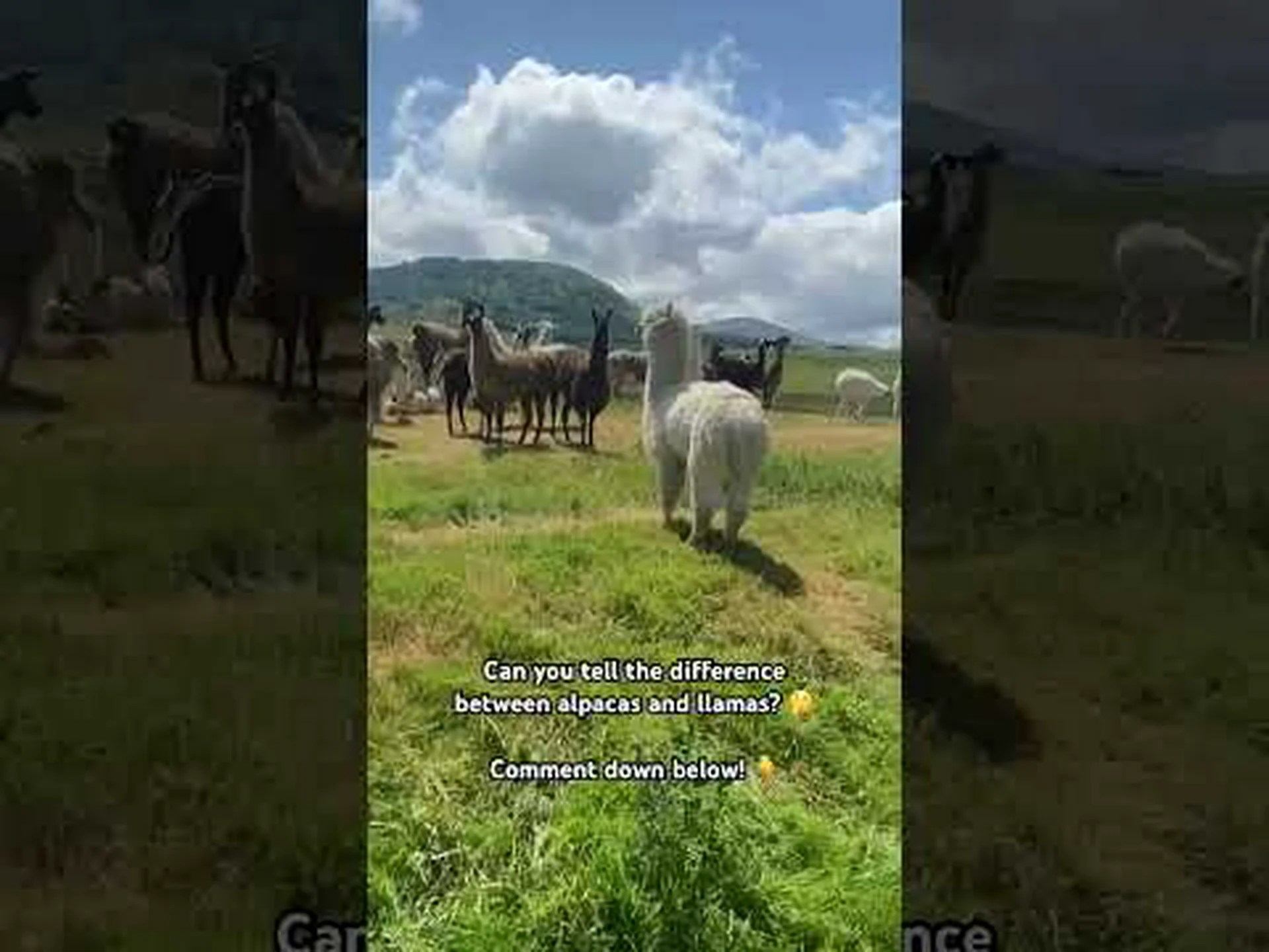 アルパカのうんち: あなたが今まで知りたかったすべて アルパカのうんち: あなたが今まで知りたかったすべて