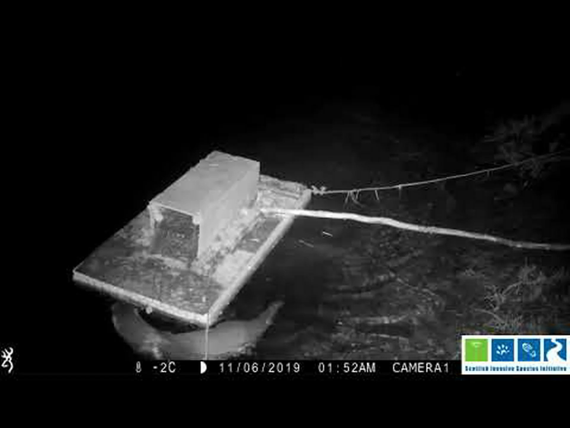 カワウソとミンク: 見分ける方法 カワウソとミンク: 見分ける方法