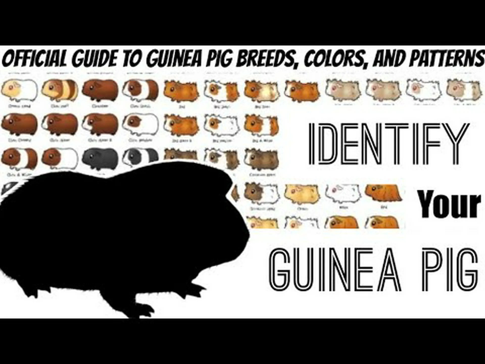 30 色のモルモットを発見 (最も珍しいものから最も一般的なものまで) 30 色のモルモットを発見 (最も珍しいものから最も一般的なものまで)