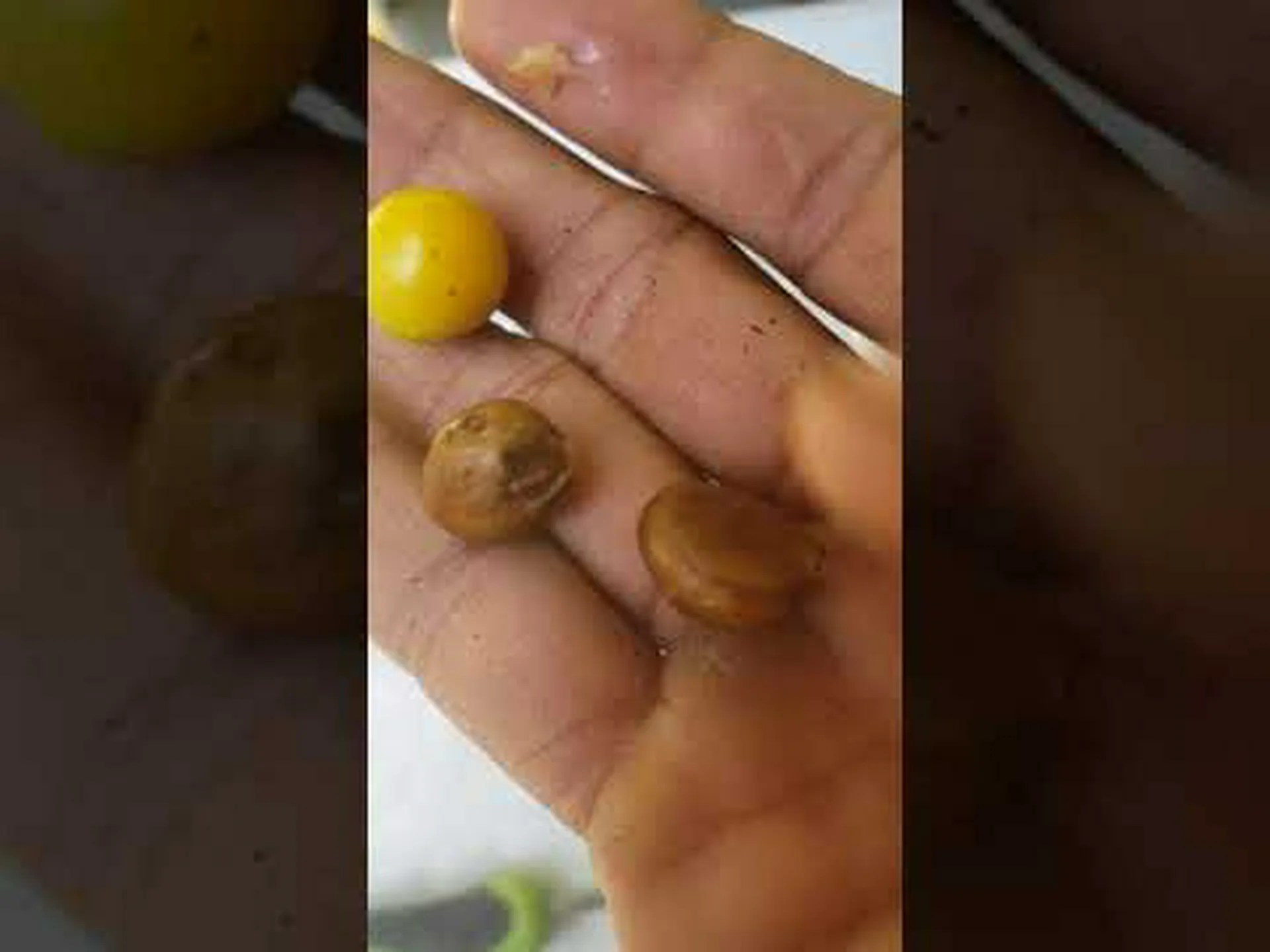 ビワ vs キンカン ビワ vs キンカン