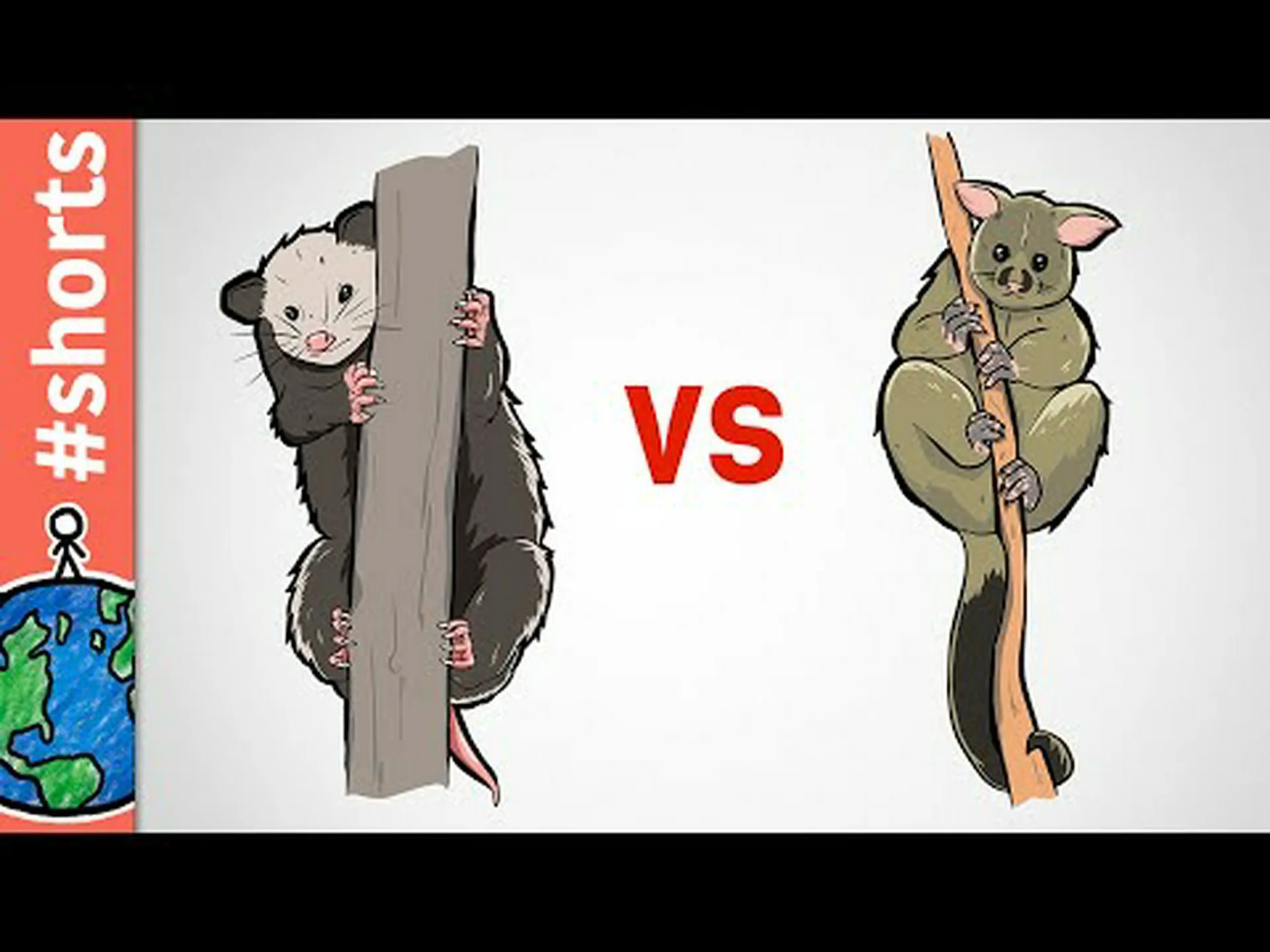 アライグマとポッサム: 違いは何ですか? アライグマとポッサム: 違いは何ですか?