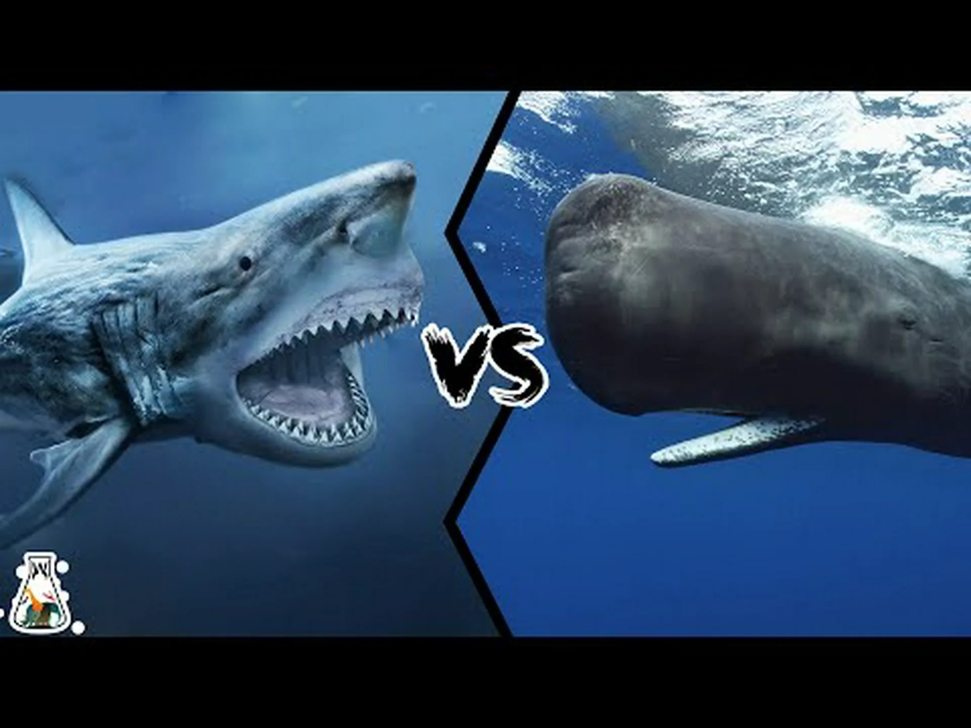 メガロドン vs マッコウクジラ: 戦ったらどちらが勝つでしょうか? メガロドン vs マッコウクジラ: 戦ったらどちらが勝つでしょうか?