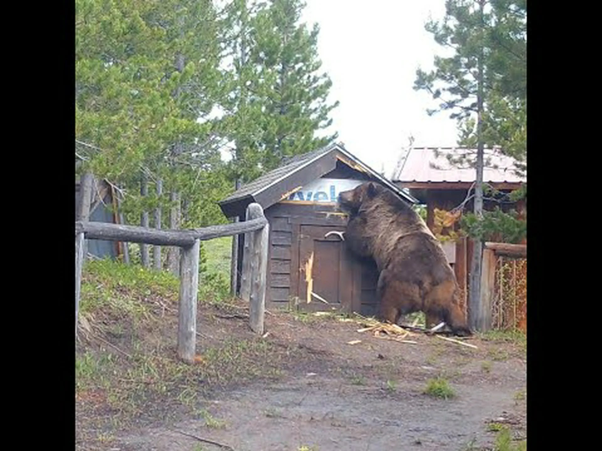 モンタナ州で史上最大のツキノワグマが捕獲される モンタナ州で史上最大のツキノワグマが捕獲される