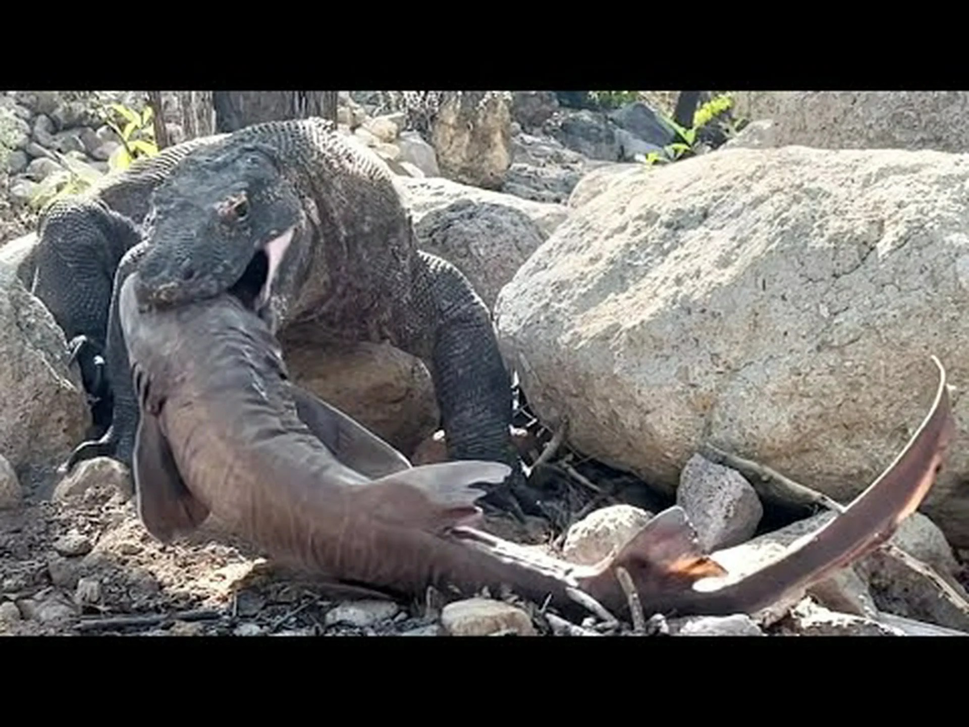 お腹を空かせたコモドオオトカゲが巨大な魚を捕まえ、3 秒で平らげて飲み込む様子をご覧ください お腹を空かせたコモドオオトカゲが巨大な魚を捕まえ、3 秒で平らげて飲み込む様子をご覧ください