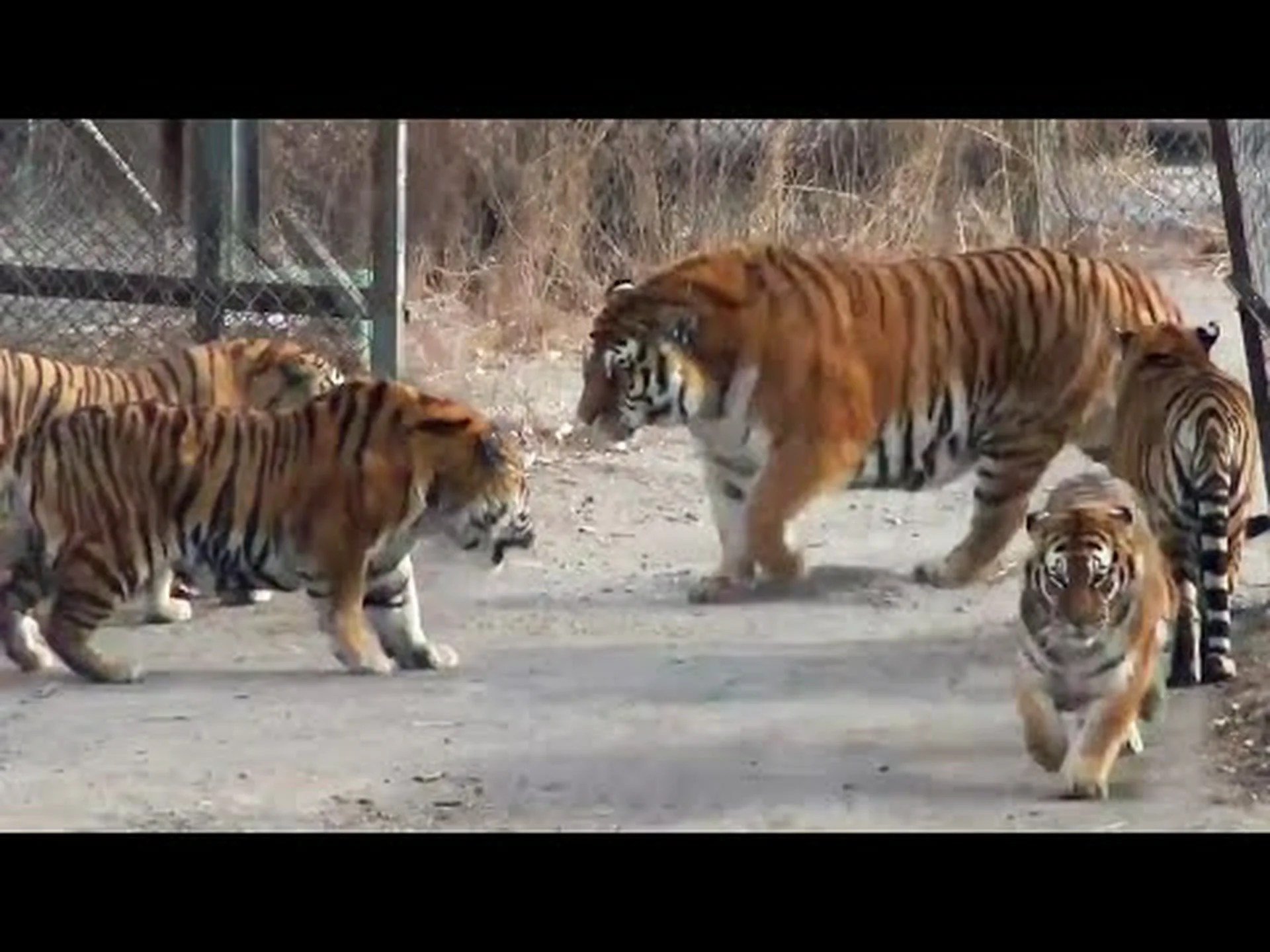 最大のトラは馬と同じ重さ – トラが大きくなった3つの理由 最大のトラは馬と同じ重さ – トラが大きくなった3つの理由