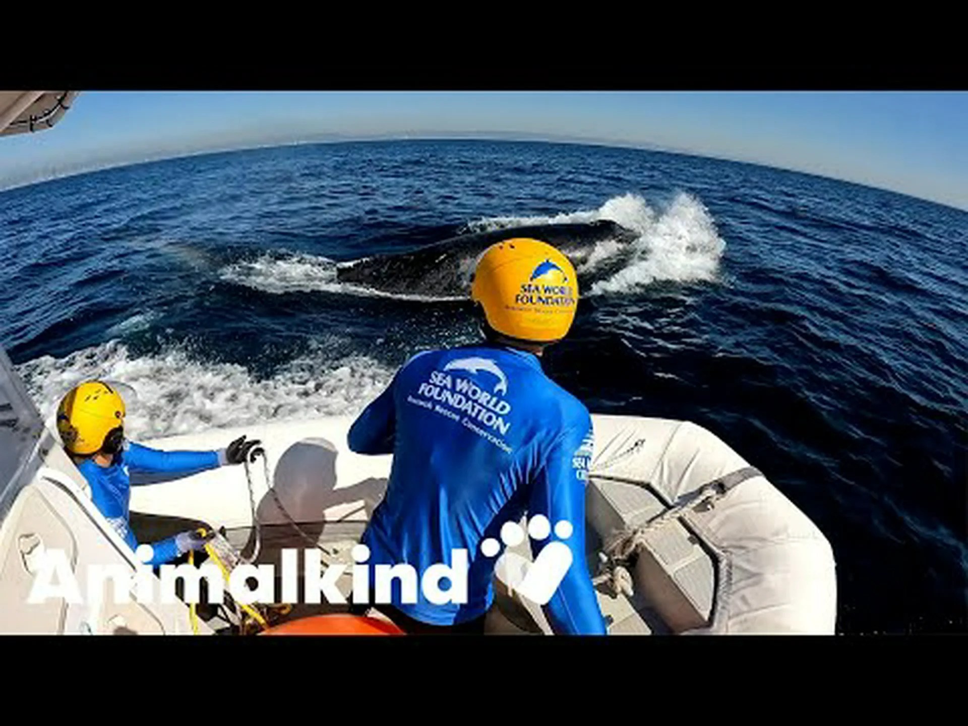 捕まったザトウクジラをはぐれロープから見事に救出する救助隊員の様子をご覧ください 捕まったザトウクジラをはぐれロープから見事に救出する救助隊員の様子をご覧ください