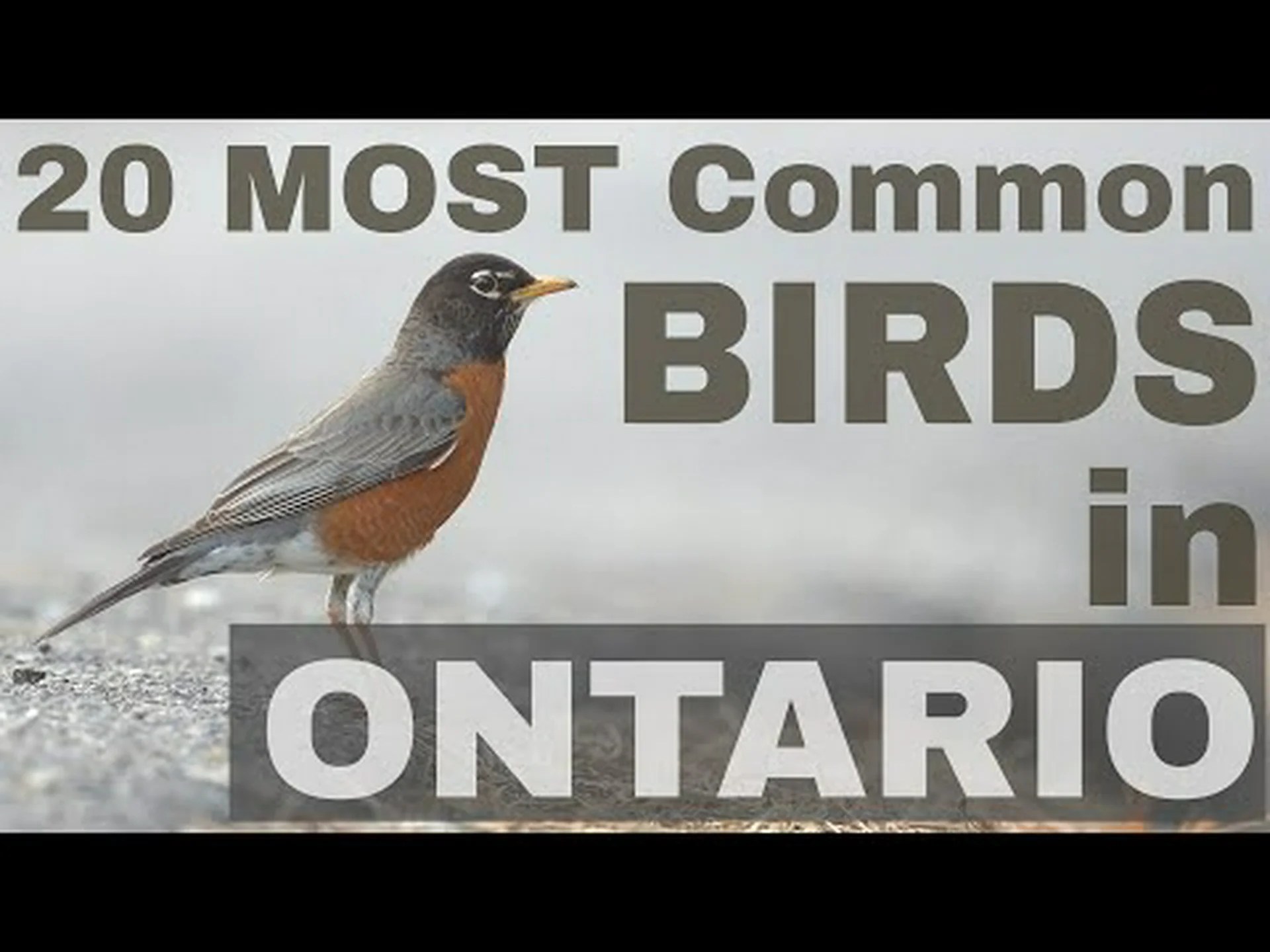 これらは、現在もカナダに住んでいる6匹の最も愚かな鳥です これらは、現在もカナダに住んでいる6匹の最も愚かな鳥です