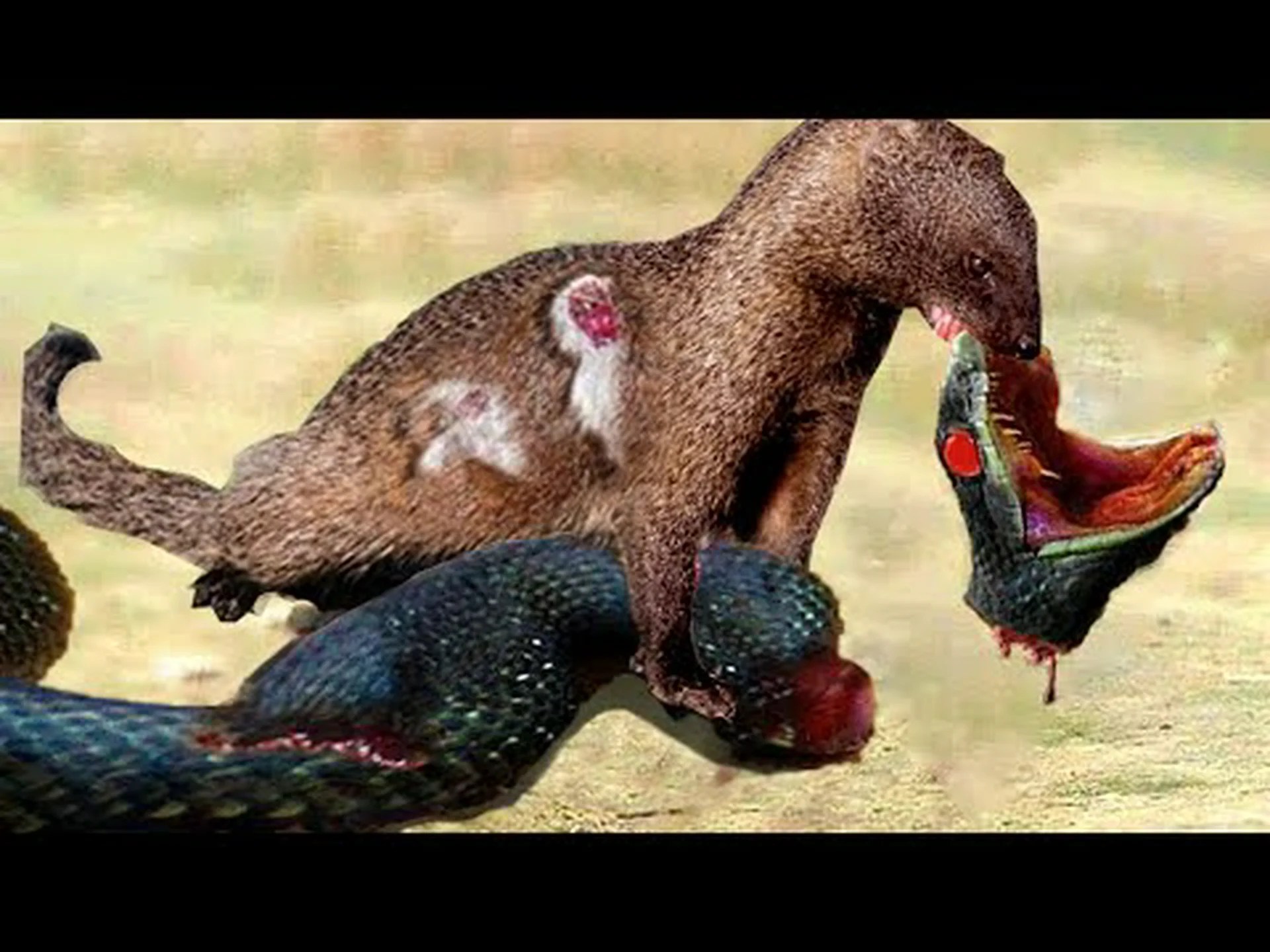 凶暴なマングースが平気なイグアナの頭を噛み裂く 凶暴なマングースが平気なイグアナの頭を噛み裂く