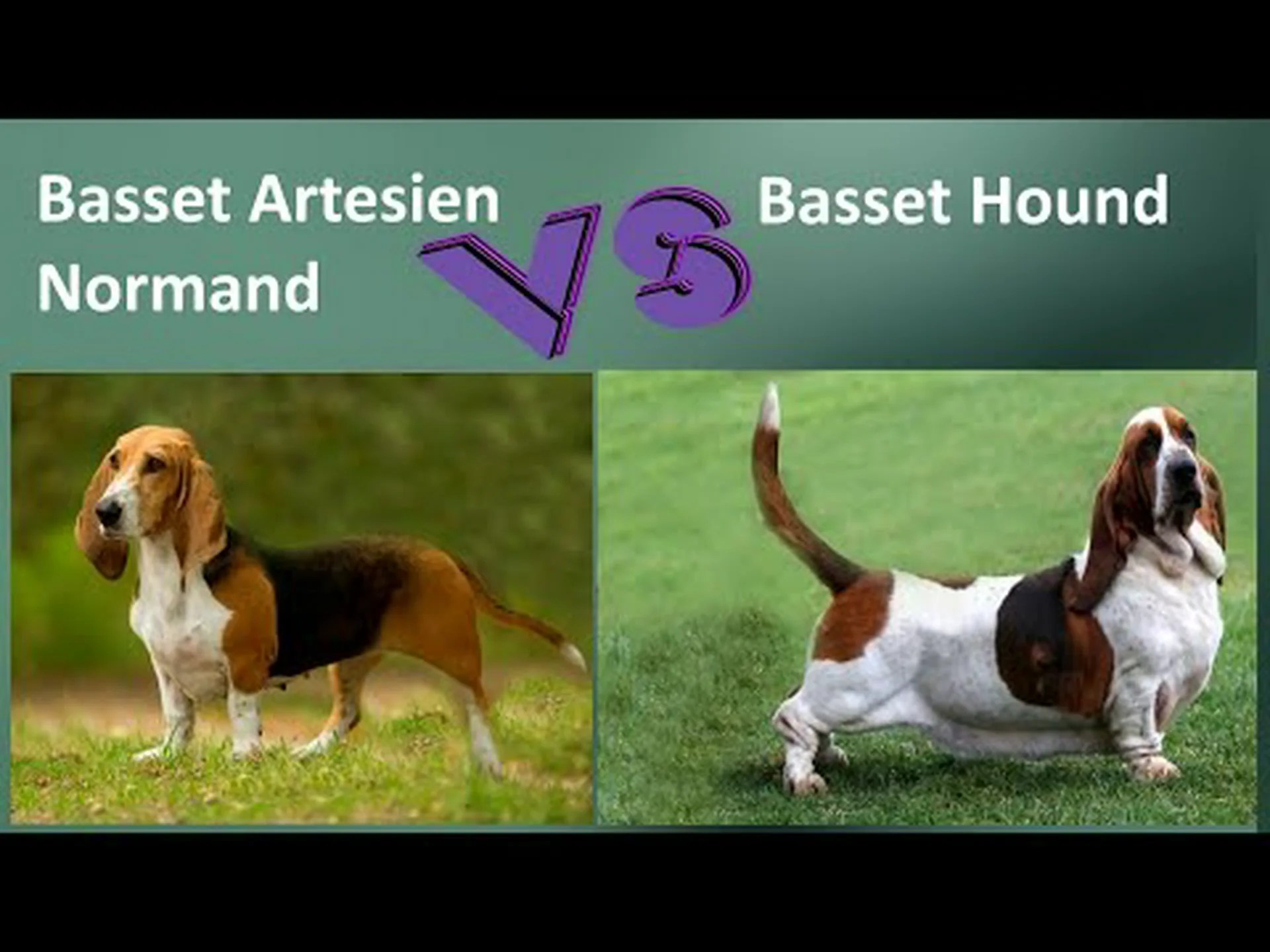 アメリカンバセットハウンドとヨーロッパバセットハウンド:違いはありますか? アメリカンバセットハウンドとヨーロッパバセットハウンド:違いはありますか?