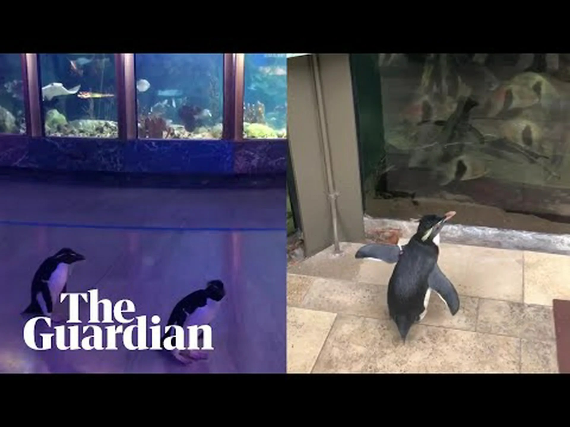 ペンギンがいる 5 つの素晴らしい水族館と動物園を発見 ペンギンがいる 5 つの素晴らしい水族館と動物園を発見