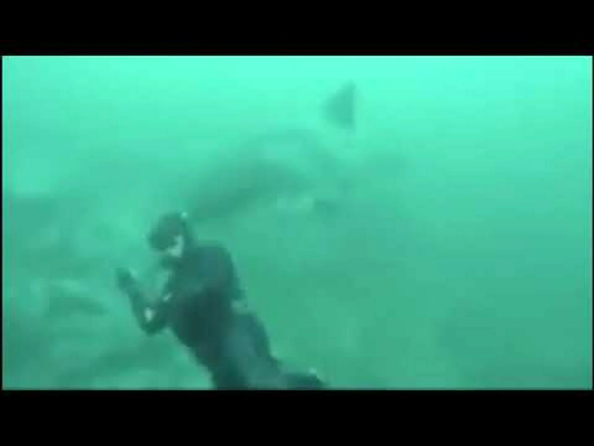 カモフラージュしたホホジロザメが無防備なダイバーに忍び寄る様子を観察する カモフラージュしたホホジロザメが無防備なダイバーに忍び寄る様子を観察する