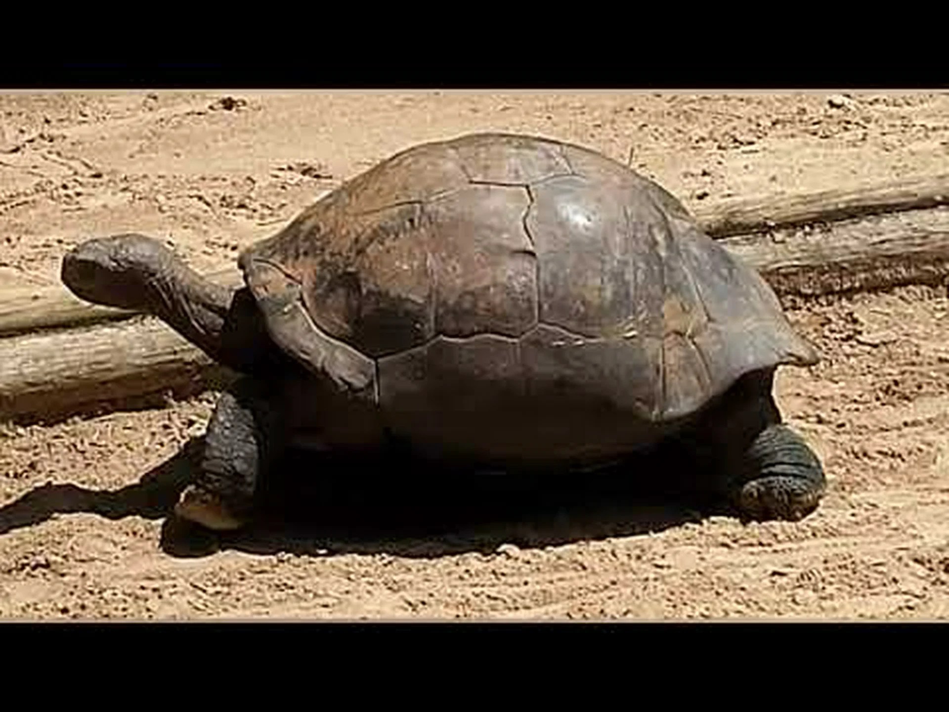 ガラパゴスゾウガメに関する 10 の驚くべき事実 ガラパゴスゾウガメに関する 10 の驚くべき事実