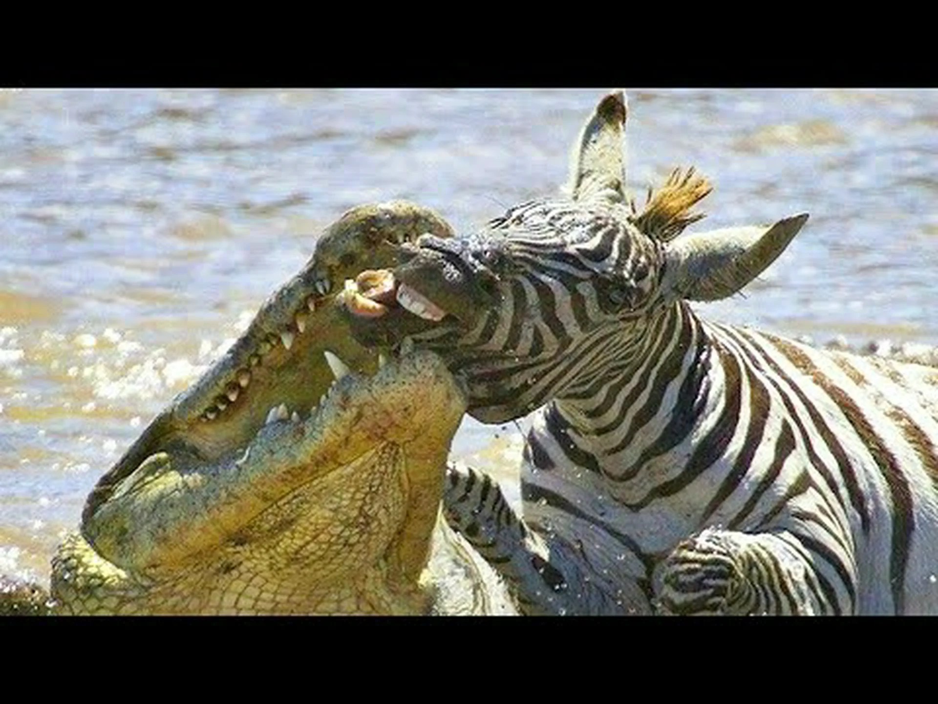 シマウマのターンを見てワニを噛むと死が転がる シマウマのターンを見てワニを噛むと死が転がる