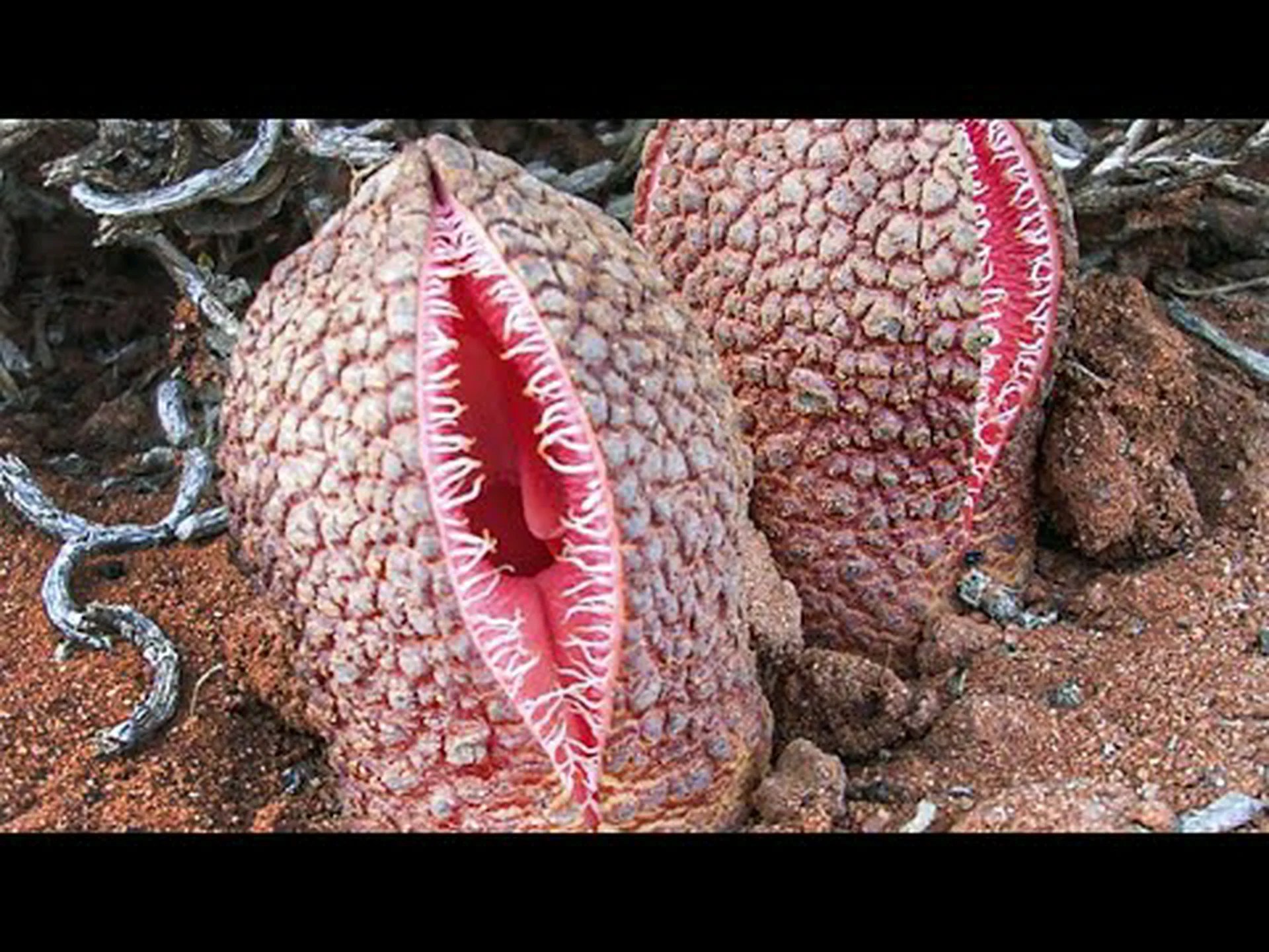 モンタナ州で見つかった決して触れてはいけない13の危険な植物 モンタナ州で見つかった決して触れてはいけない13の危険な植物