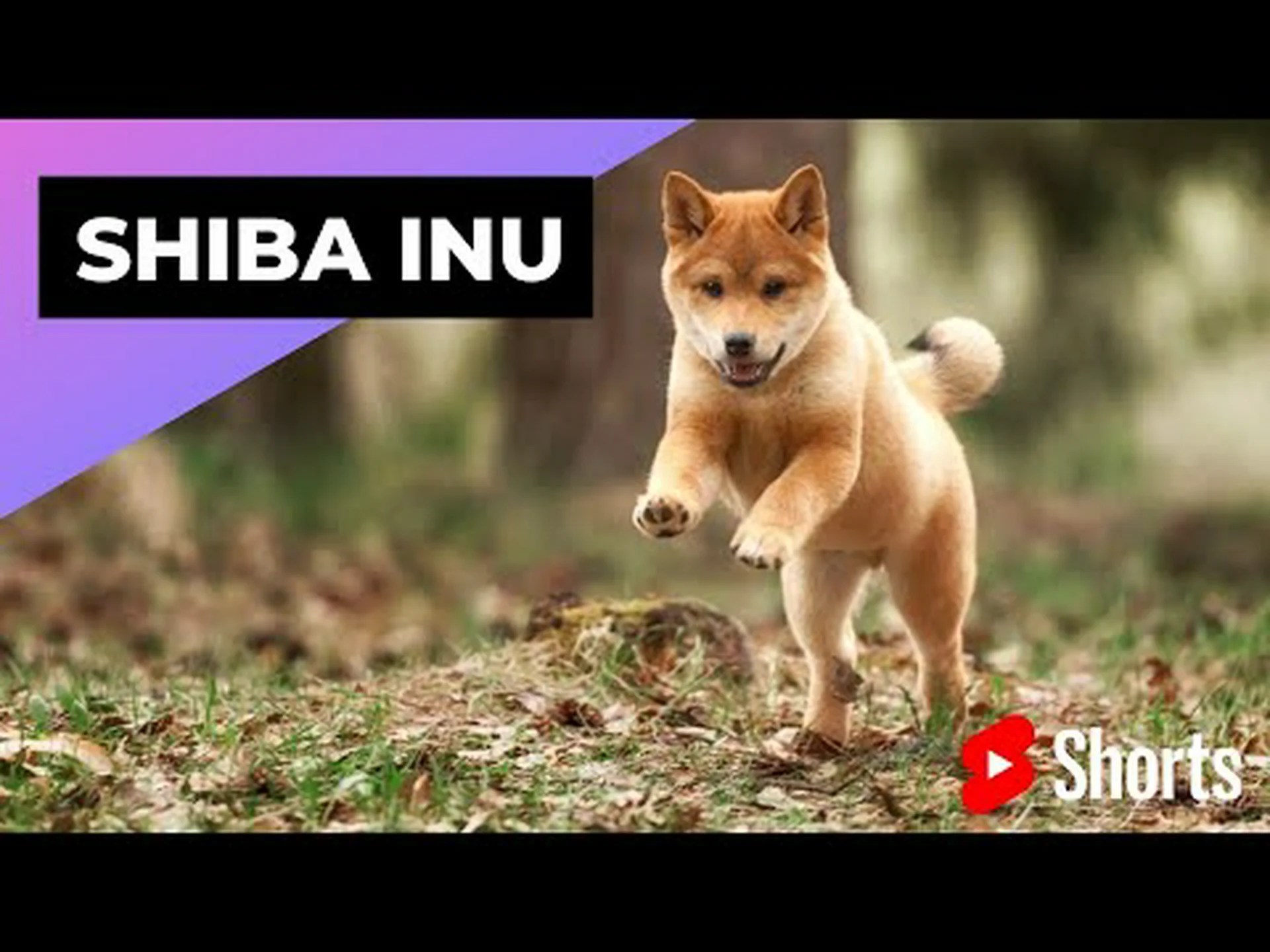 柴犬の色: 最も珍しいものから最も一般的なものまで 柴犬の色: 最も珍しいものから最も一般的なものまで