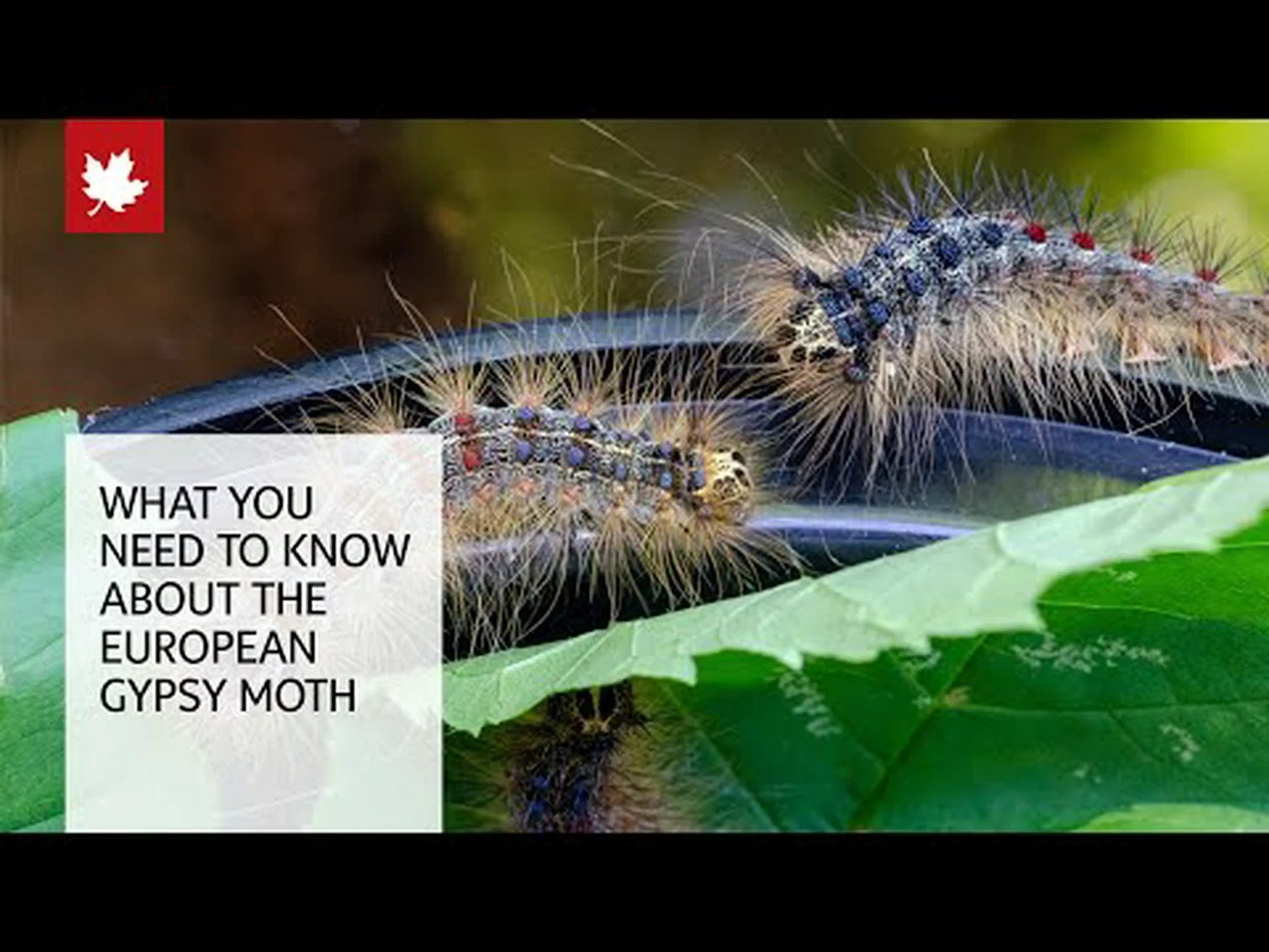 北米の樹木の20%を枯らす蛾(ヨーロッパマイマイガ)を発見 北米の樹木の20%を枯らす蛾(ヨーロッパマイマイガ)を発見