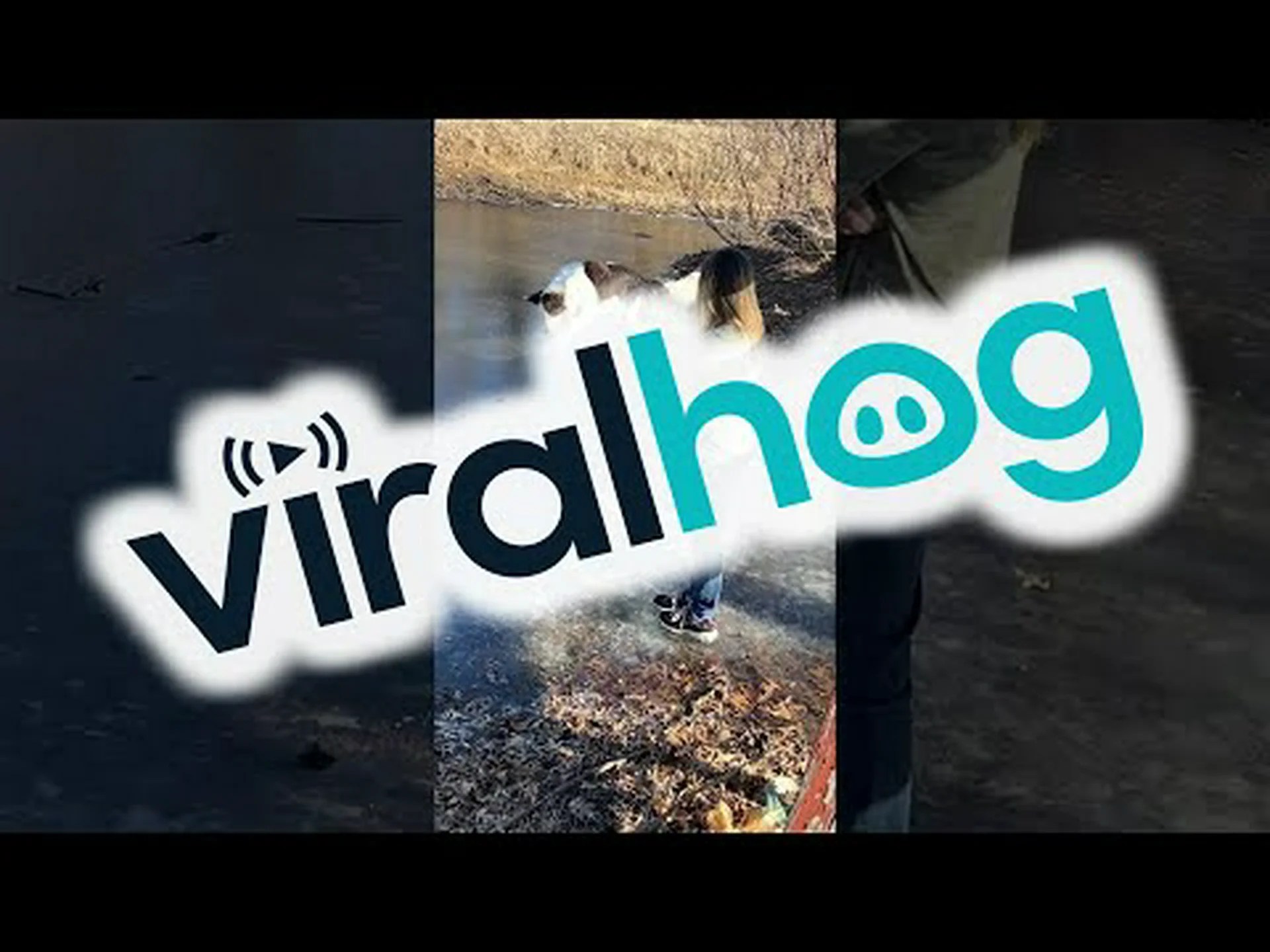 ボーダーコリーは低アレルギー性ですか? ボーダーコリーは低アレルギー性ですか?