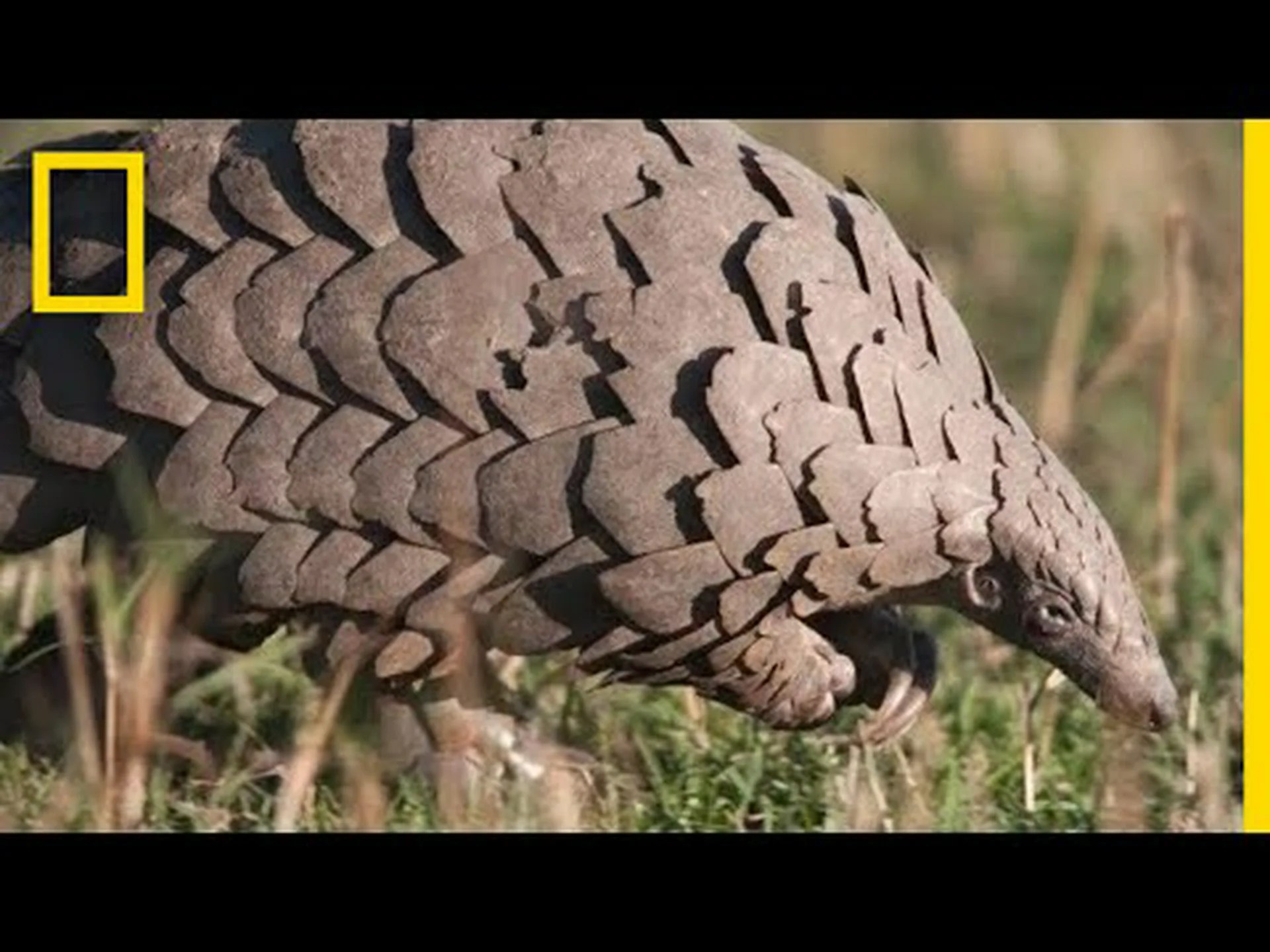センザンコウは何を食べるの?彼らの特殊な食事を探る センザンコウは何を食べるの?彼らの特殊な食事を探る
