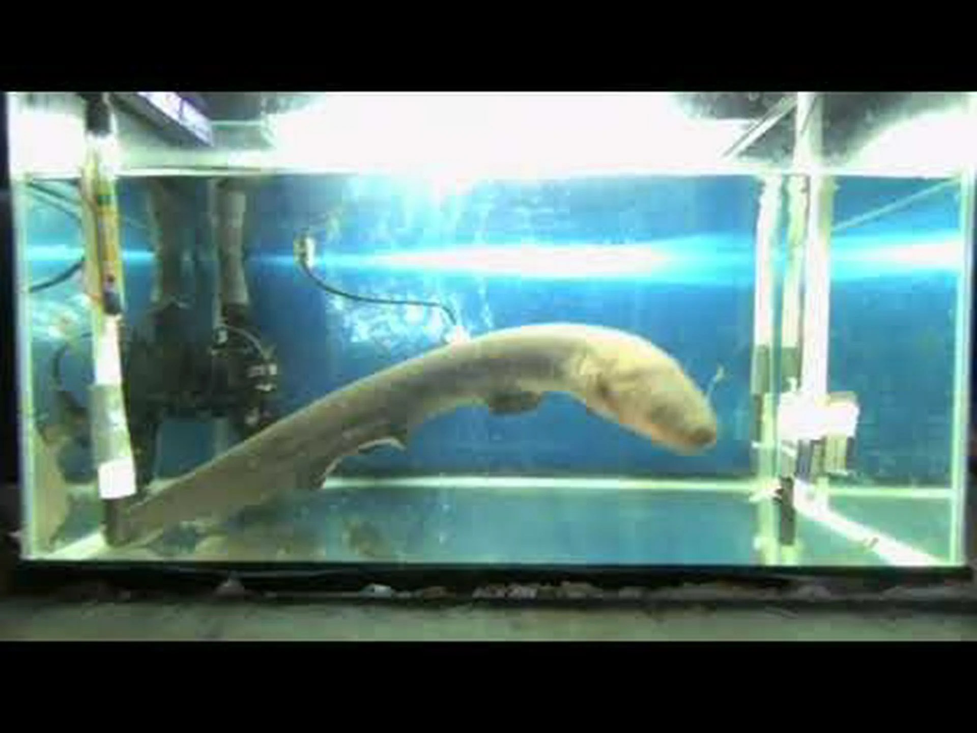 電気が流れる前はデンキウナギが何と呼ばれていたかを知る 電気が流れる前はデンキウナギが何と呼ばれていたかを知る