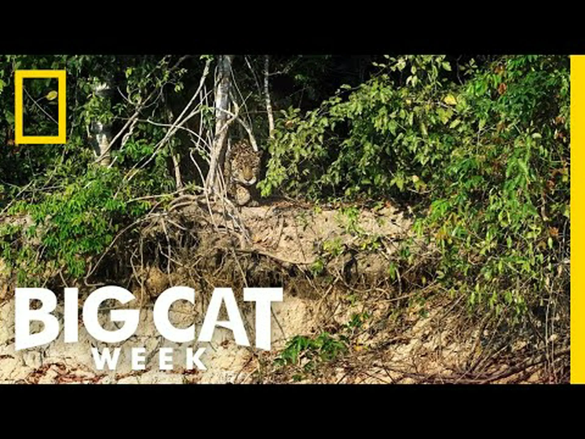 ビッグキャットの戦いで 2 頭のジャガーが対決するのを見よう ビッグキャットの戦いで 2 頭のジャガーが対決するのを見よう