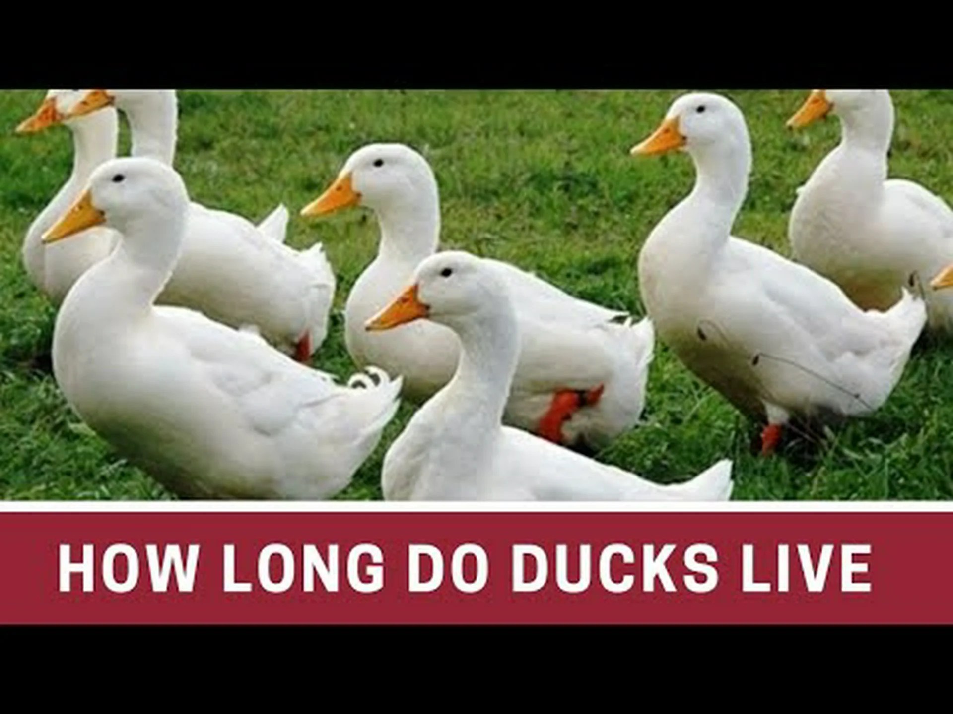 アヒルの寿命: アヒルはどのくらい生きますか? アヒルの寿命: アヒルはどのくらい生きますか?