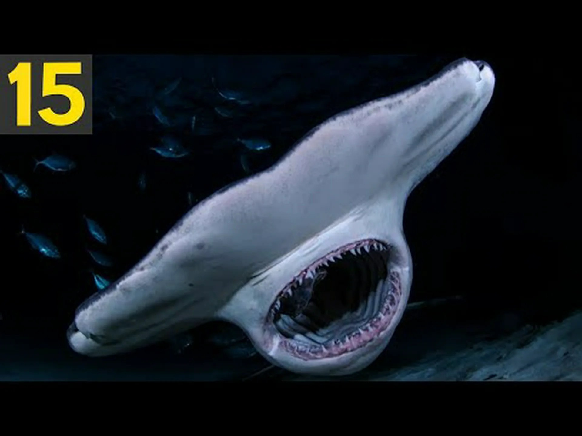 イタリアの海域で最もよく見られる10種類のサメ イタリアの海域で最もよく見られる10種類のサメ