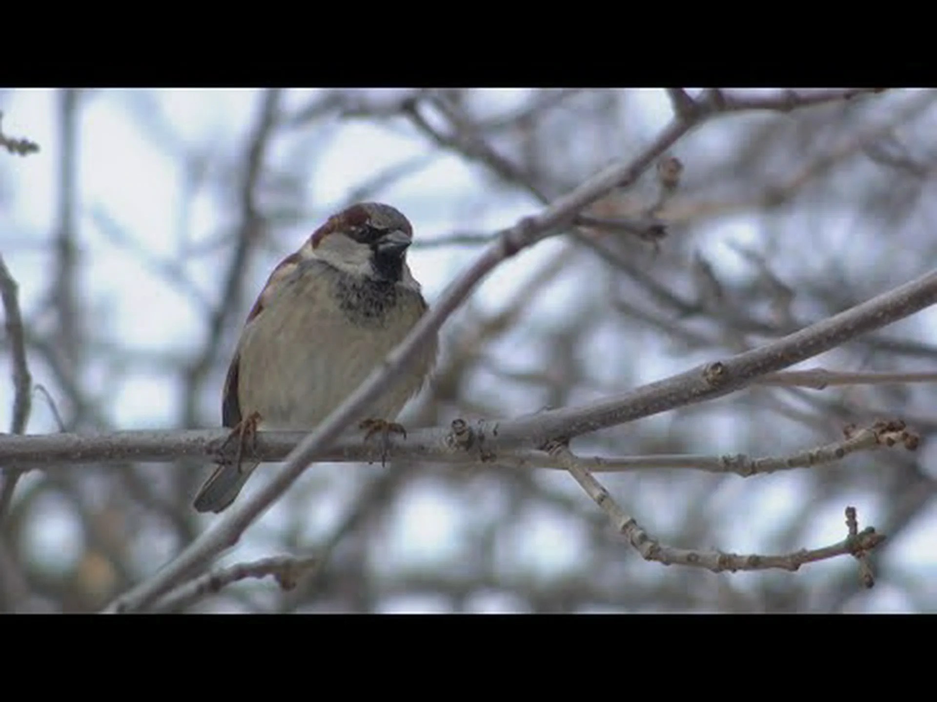 ブルーバードが米国に渡りをする時期を知る (パターン、タイミングなど) ブルーバードが米国に渡りをする時期を知る (パターン、タイミングなど)