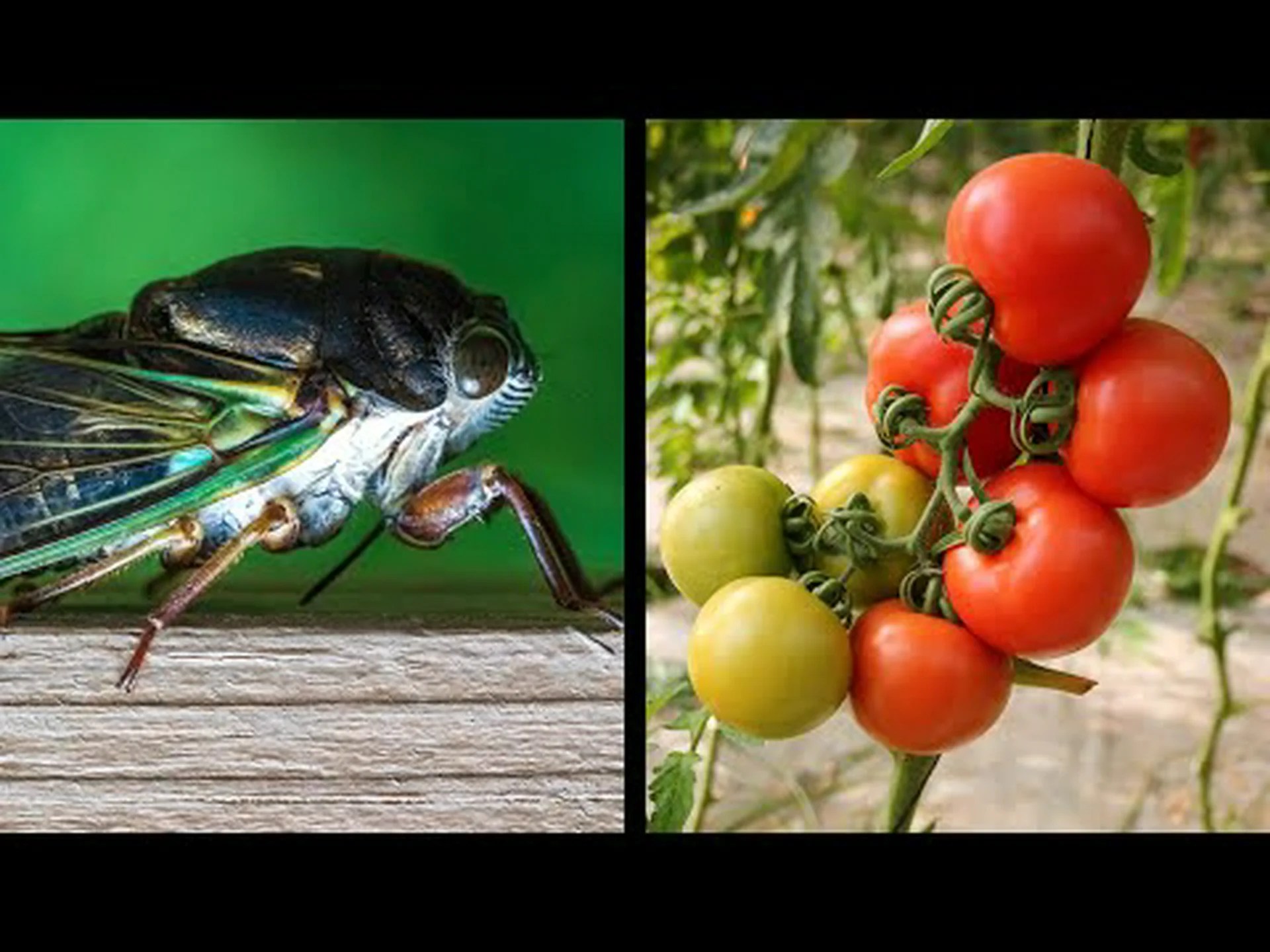 セミがトマトの苗を食べてしまうでしょうか? セミがトマトの苗を食べてしまうでしょうか?