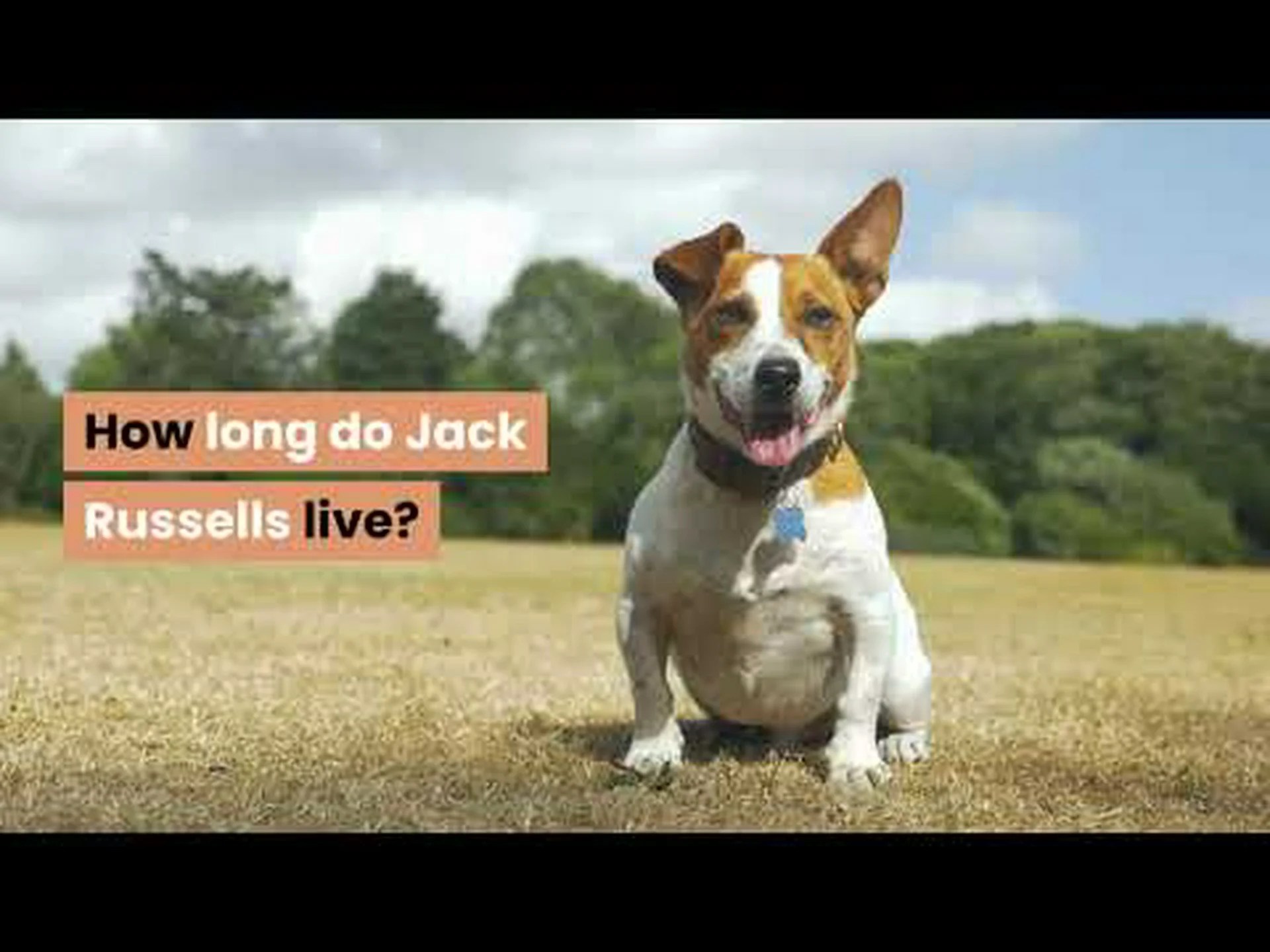 ジャックラッセルの寿命: ジャックラッセルはどのくらい生きますか? ジャックラッセルの寿命: ジャックラッセルはどのくらい生きますか?