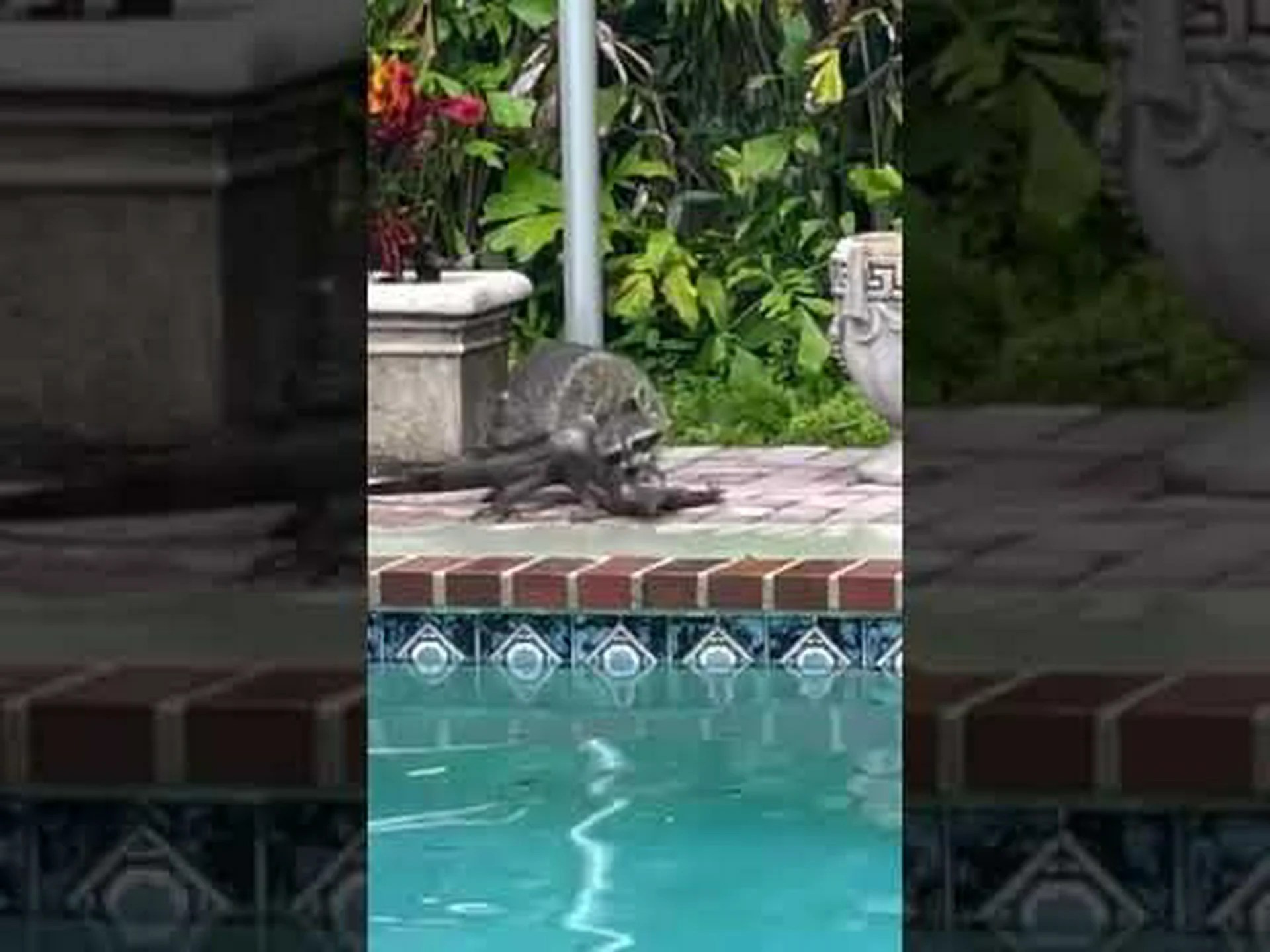 お腹を空かせたアライグマはイグアナを食べようと決意するが、爬虫類が反撃することは期待していない お腹を空かせたアライグマはイグアナを食べようと決意するが、爬虫類が反撃することは期待していない