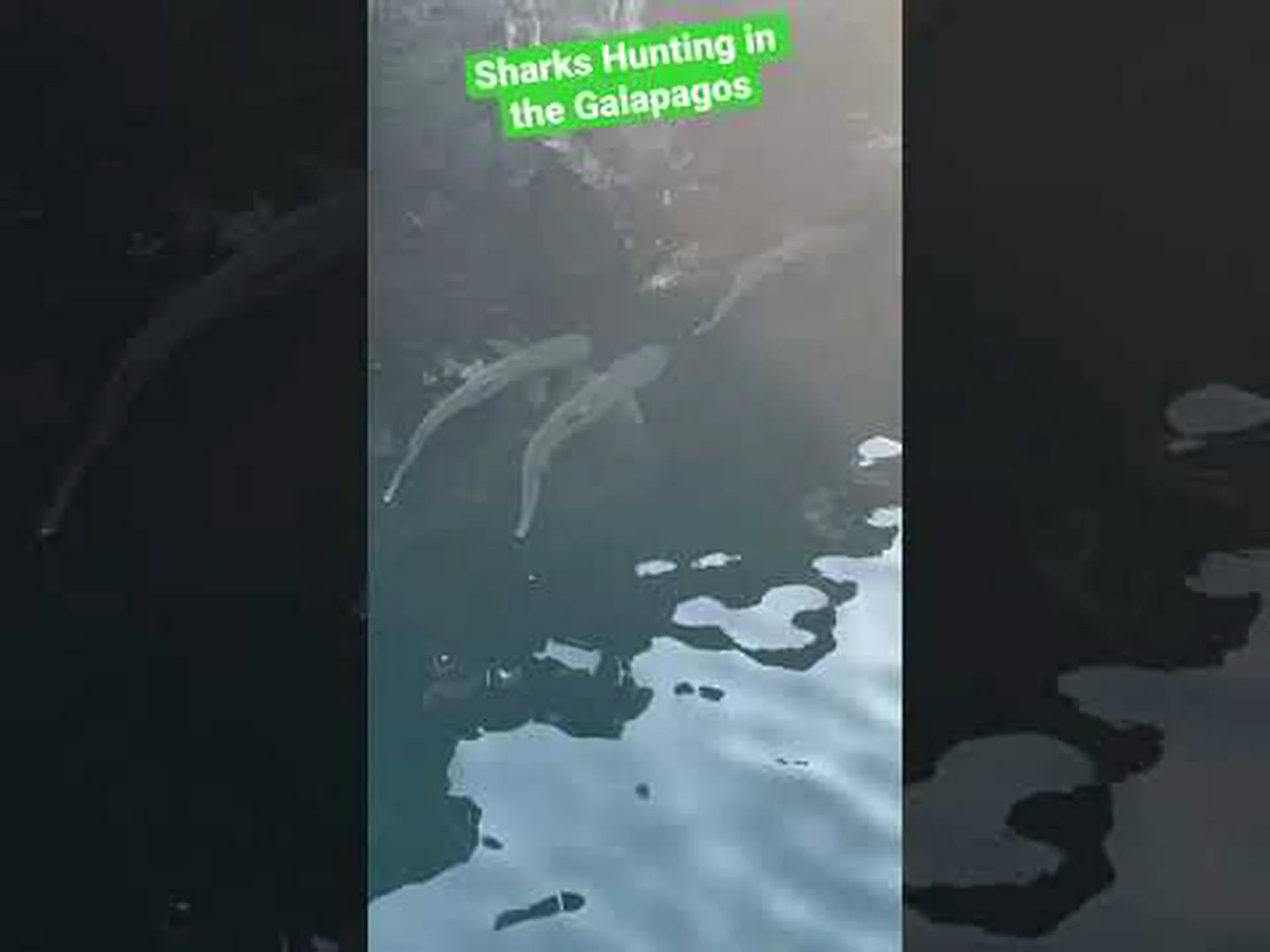 ガラパゴス諸島を周回する多数のサメが目撃された ガラパゴス諸島を周回する多数のサメが目撃された
