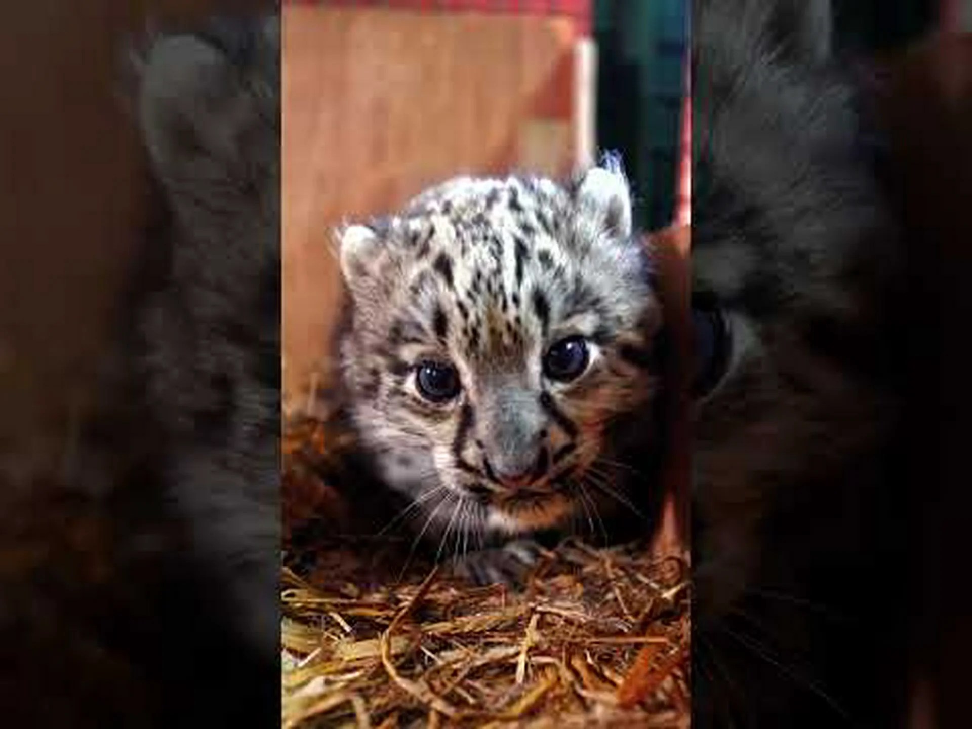 ユキヒョウの赤ちゃん: 10 枚のかわいい写真と 10 つの驚くべき事実 ユキヒョウの赤ちゃん: 10 枚のかわいい写真と 10 つの驚くべき事実